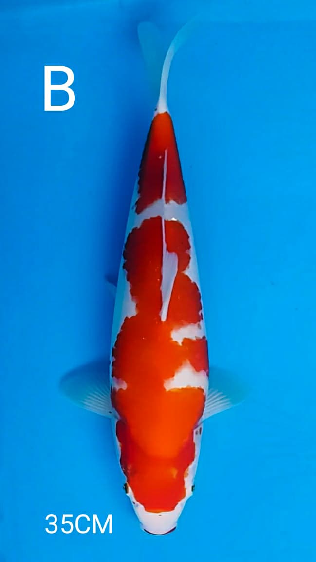 Lelang Koi Online, Jual Beli Ikan Koi, Pusat Jual Beli Koi, Info Lelang Koi Hari Ini, Platform Jual Beli Koi, Jual Beli Ikan Koi Online, Marketplace Ikan Koi, Jual Koi Terbaik, Tempat Beli Koi Berkualitas, Pasar Ikan Koi Online Terpercaya, Penjual Ikan Koi Terpercaya, Beli Koi Hias Online, Ikan Koi untuk Dijual, Koi Kualitas Terbaik, Toko Online Ikan Koi, Koi Hias Untuk Dijual, Jual Beli Ikan Koi Lokal, Koi Indonesia Online, Pusat Jual Beli Koi Terbesar
