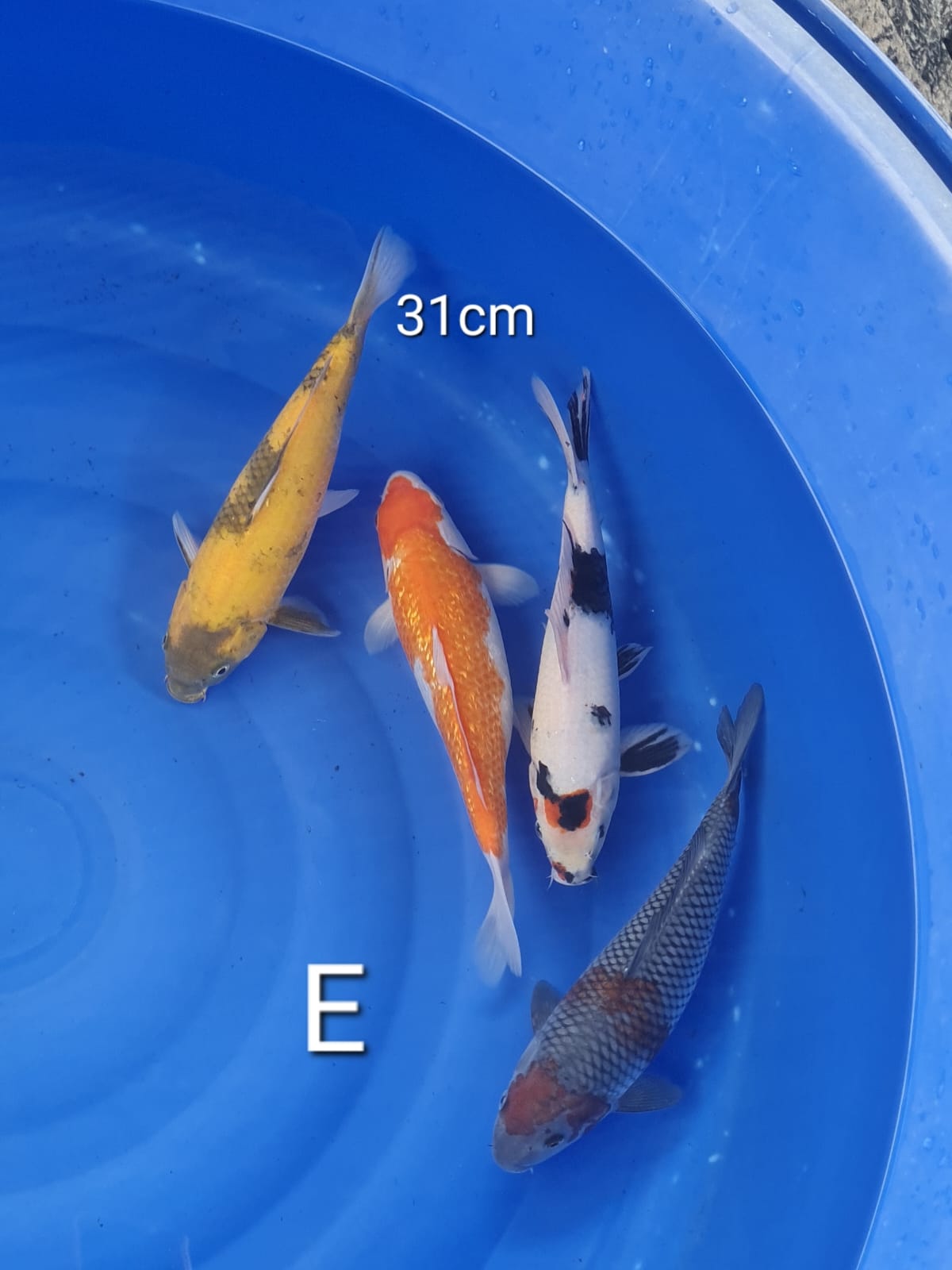 Lelang Koi Online, Jual Beli Ikan Koi, Pusat Jual Beli Koi, Info Lelang Koi Hari Ini, Platform Jual Beli Koi, Jual Beli Ikan Koi Online, Marketplace Ikan Koi, Jual Koi Terbaik, Tempat Beli Koi Berkualitas, Pasar Ikan Koi Online Terpercaya, Penjual Ikan Koi Terpercaya, Beli Koi Hias Online, Ikan Koi untuk Dijual, Koi Kualitas Terbaik, Toko Online Ikan Koi, Koi Hias Untuk Dijual, Jual Beli Ikan Koi Lokal, Koi Indonesia Online, Pusat Jual Beli Koi Terbesar