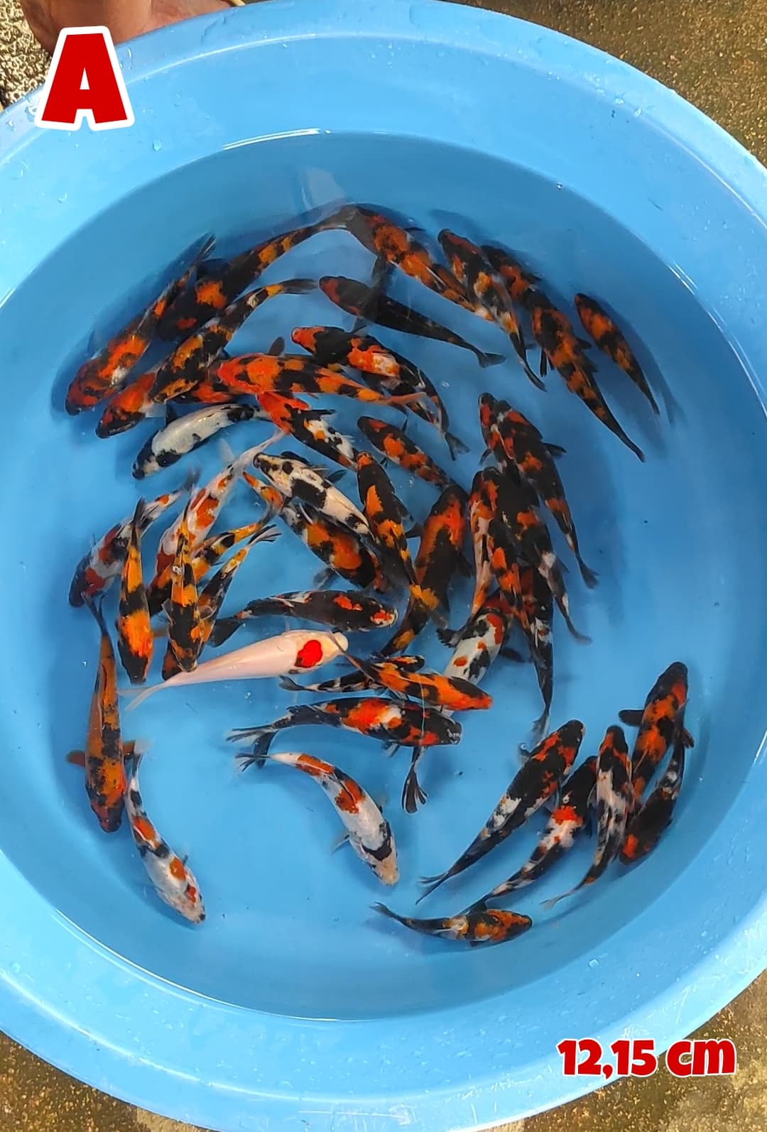 Lelang Koi Online, Jual Beli Ikan Koi, Pusat Jual Beli Koi, Info Lelang Koi Hari Ini, Platform Jual Beli Koi, Jual Beli Ikan Koi Online, Marketplace Ikan Koi, Jual Koi Terbaik, Tempat Beli Koi Berkualitas, Pasar Ikan Koi Online Terpercaya, Penjual Ikan Koi Terpercaya, Beli Koi Hias Online, Ikan Koi untuk Dijual, Koi Kualitas Terbaik, Toko Online Ikan Koi, Koi Hias Untuk Dijual, Jual Beli Ikan Koi Lokal, Koi Indonesia Online, Pusat Jual Beli Koi Terbesar
