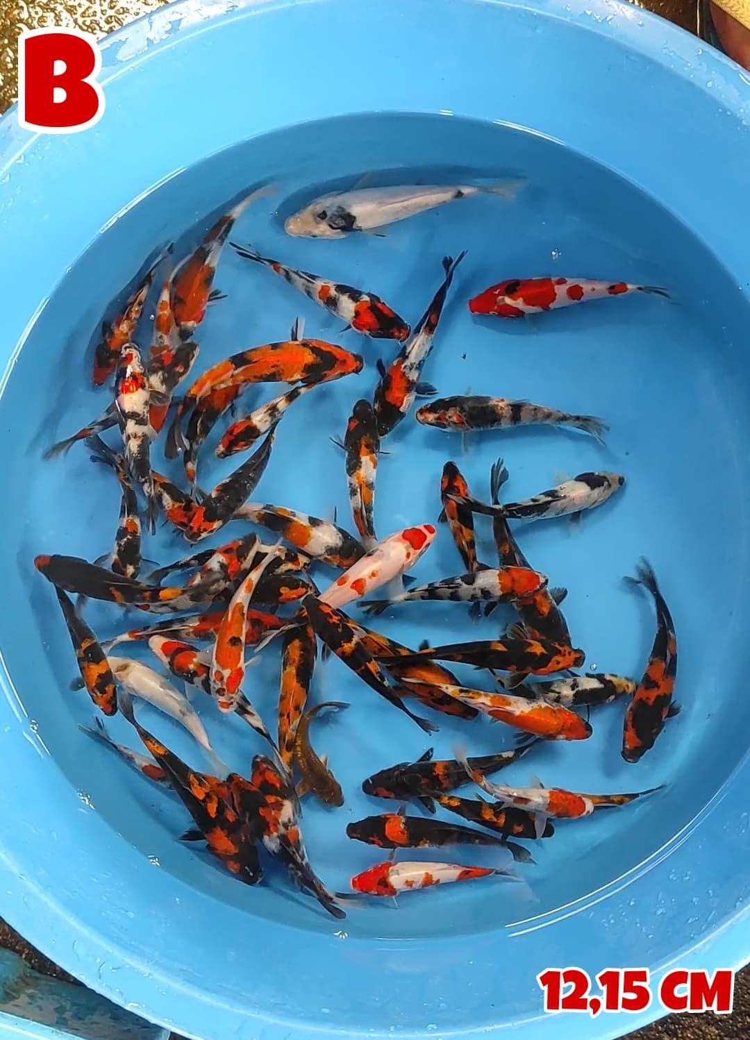 Lelang Koi Online, Jual Beli Ikan Koi, Pusat Jual Beli Koi, Info Lelang Koi Hari Ini, Platform Jual Beli Koi, Jual Beli Ikan Koi Online, Marketplace Ikan Koi, Jual Koi Terbaik, Tempat Beli Koi Berkualitas, Pasar Ikan Koi Online Terpercaya, Penjual Ikan Koi Terpercaya, Beli Koi Hias Online, Ikan Koi untuk Dijual, Koi Kualitas Terbaik, Toko Online Ikan Koi, Koi Hias Untuk Dijual, Jual Beli Ikan Koi Lokal, Koi Indonesia Online, Pusat Jual Beli Koi Terbesar