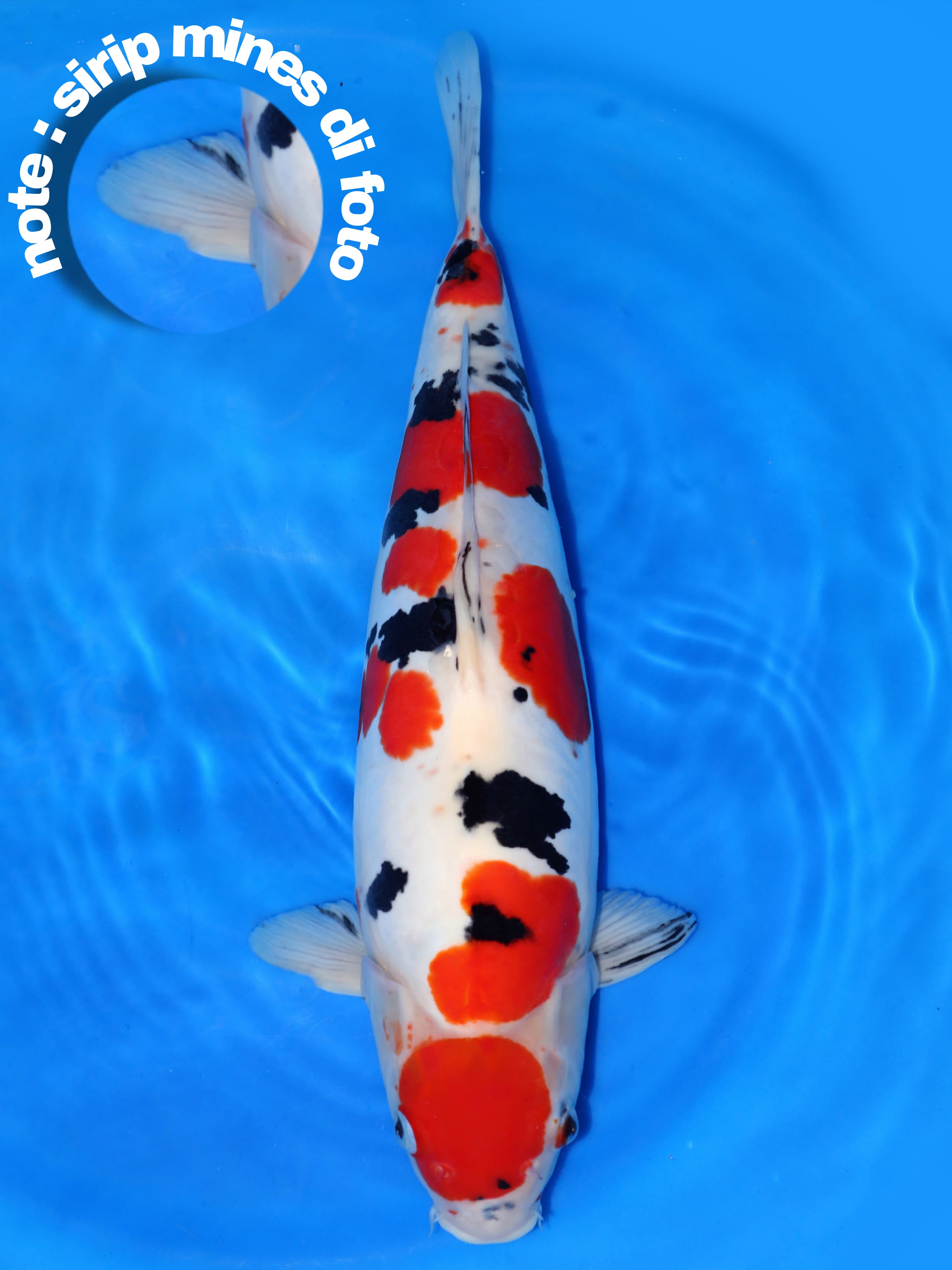 Lelang Koi Online, Jual Beli Ikan Koi, Pusat Jual Beli Koi, Info Lelang Koi Hari Ini, Platform Jual Beli Koi, Jual Beli Ikan Koi Online, Marketplace Ikan Koi, Jual Koi Terbaik, Tempat Beli Koi Berkualitas, Pasar Ikan Koi Online Terpercaya, Penjual Ikan Koi Terpercaya, Beli Koi Hias Online, Ikan Koi untuk Dijual, Koi Kualitas Terbaik, Toko Online Ikan Koi, Koi Hias Untuk Dijual, Jual Beli Ikan Koi Lokal, Koi Indonesia Online, Pusat Jual Beli Koi Terbesar