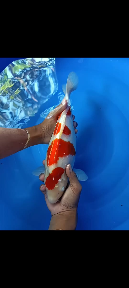 Lelang Koi Online, Jual Beli Ikan Koi, Pusat Jual Beli Koi, Info Lelang Koi Hari Ini, Platform Jual Beli Koi, Jual Beli Ikan Koi Online, Marketplace Ikan Koi, Jual Koi Terbaik, Tempat Beli Koi Berkualitas, Pasar Ikan Koi Online Terpercaya, Penjual Ikan Koi Terpercaya, Beli Koi Hias Online, Ikan Koi untuk Dijual, Koi Kualitas Terbaik, Toko Online Ikan Koi, Koi Hias Untuk Dijual, Jual Beli Ikan Koi Lokal, Koi Indonesia Online, Pusat Jual Beli Koi Terbesar