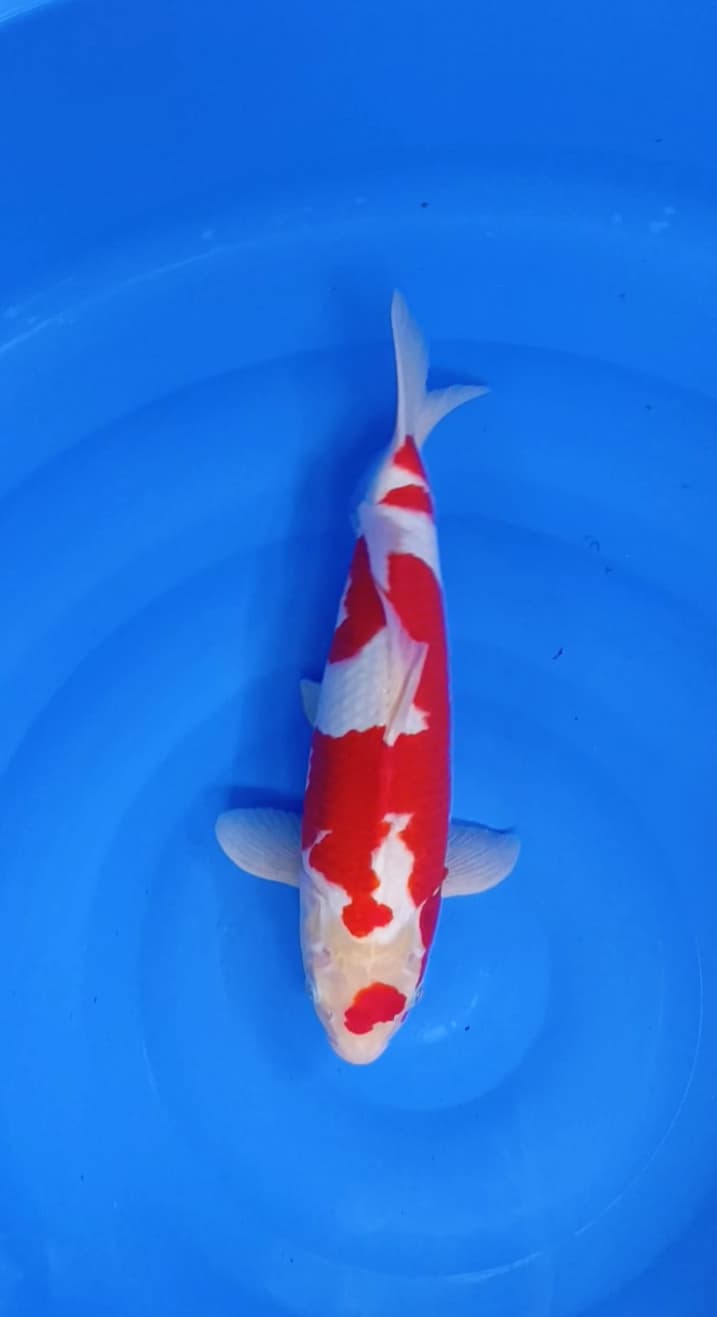 Lelang Koi Online, Jual Beli Ikan Koi, Pusat Jual Beli Koi, Info Lelang Koi Hari Ini, Platform Jual Beli Koi, Jual Beli Ikan Koi Online, Marketplace Ikan Koi, Jual Koi Terbaik, Tempat Beli Koi Berkualitas, Pasar Ikan Koi Online Terpercaya, Penjual Ikan Koi Terpercaya, Beli Koi Hias Online, Ikan Koi untuk Dijual, Koi Kualitas Terbaik, Toko Online Ikan Koi, Koi Hias Untuk Dijual, Jual Beli Ikan Koi Lokal, Koi Indonesia Online, Pusat Jual Beli Koi Terbesar