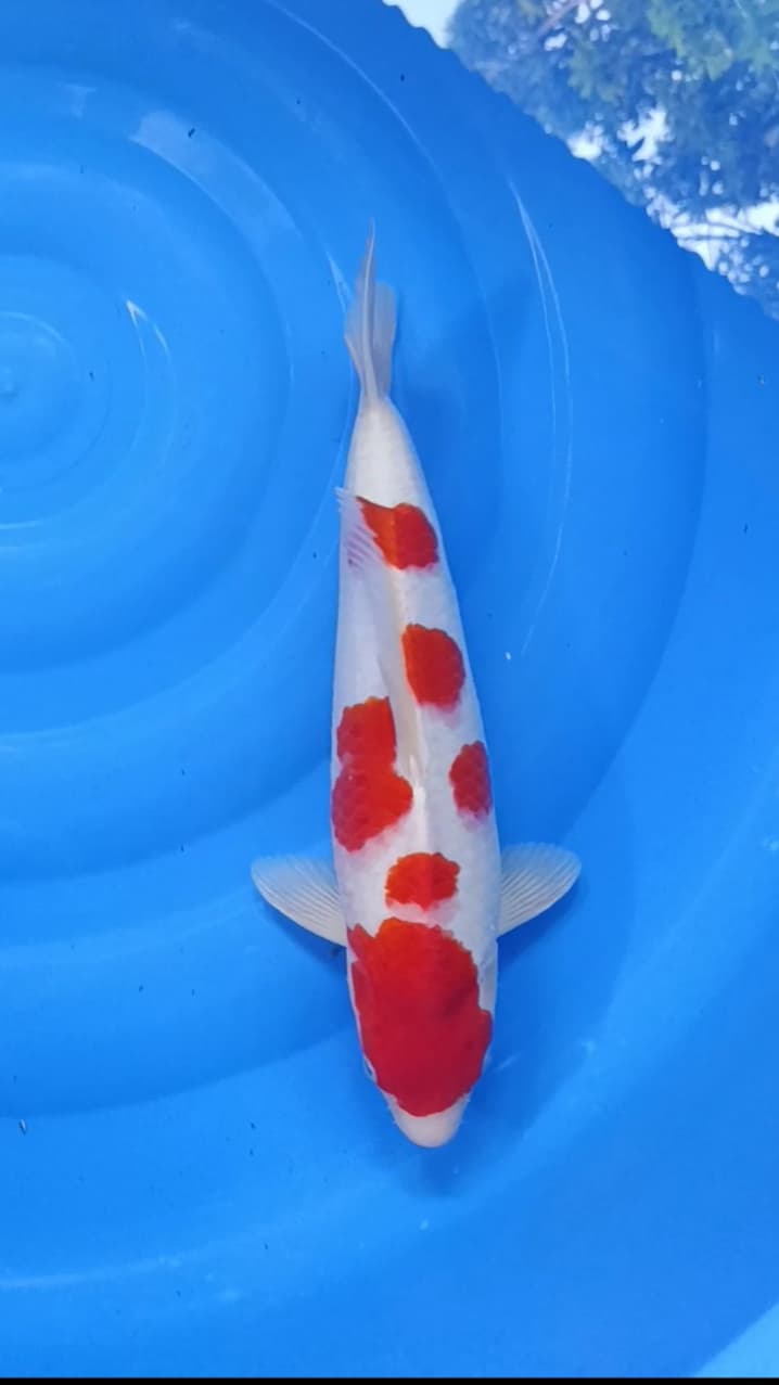 Lelang Koi Online, Jual Beli Ikan Koi, Pusat Jual Beli Koi, Info Lelang Koi Hari Ini, Platform Jual Beli Koi, Jual Beli Ikan Koi Online, Marketplace Ikan Koi, Jual Koi Terbaik, Tempat Beli Koi Berkualitas, Pasar Ikan Koi Online Terpercaya, Penjual Ikan Koi Terpercaya, Beli Koi Hias Online, Ikan Koi untuk Dijual, Koi Kualitas Terbaik, Toko Online Ikan Koi, Koi Hias Untuk Dijual, Jual Beli Ikan Koi Lokal, Koi Indonesia Online, Pusat Jual Beli Koi Terbesar