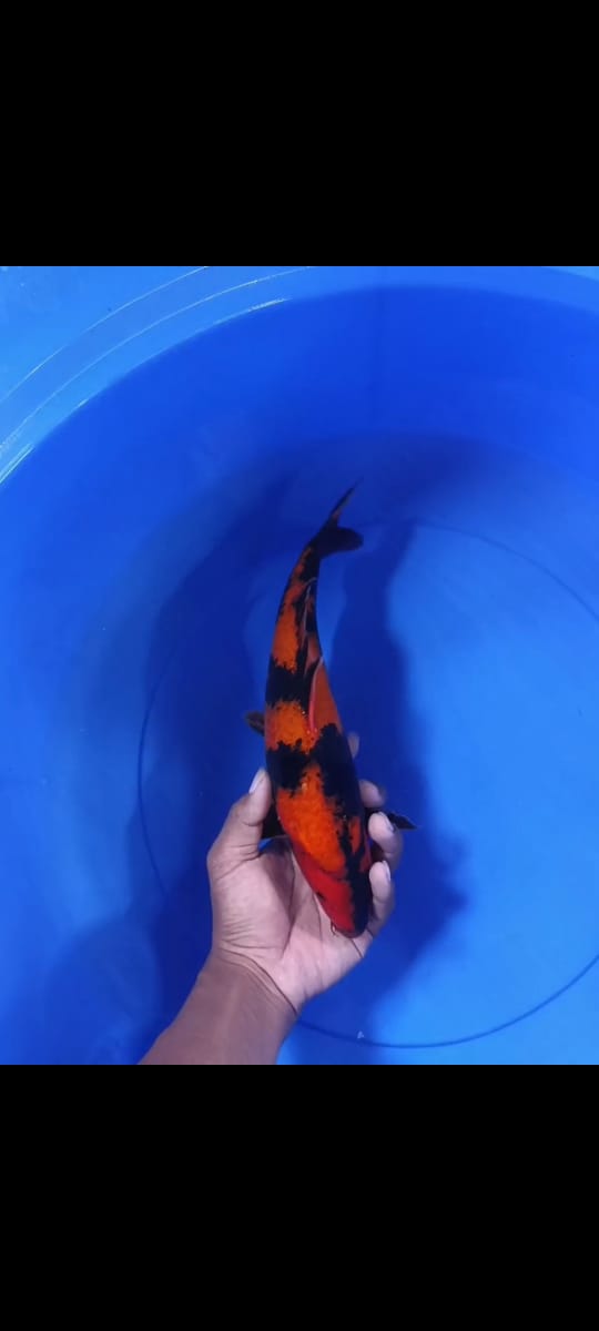 Lelang Koi Online, Jual Beli Ikan Koi, Pusat Jual Beli Koi, Info Lelang Koi Hari Ini, Platform Jual Beli Koi, Jual Beli Ikan Koi Online, Marketplace Ikan Koi, Jual Koi Terbaik, Tempat Beli Koi Berkualitas, Pasar Ikan Koi Online Terpercaya, Penjual Ikan Koi Terpercaya, Beli Koi Hias Online, Ikan Koi untuk Dijual, Koi Kualitas Terbaik, Toko Online Ikan Koi, Koi Hias Untuk Dijual, Jual Beli Ikan Koi Lokal, Koi Indonesia Online, Pusat Jual Beli Koi Terbesar