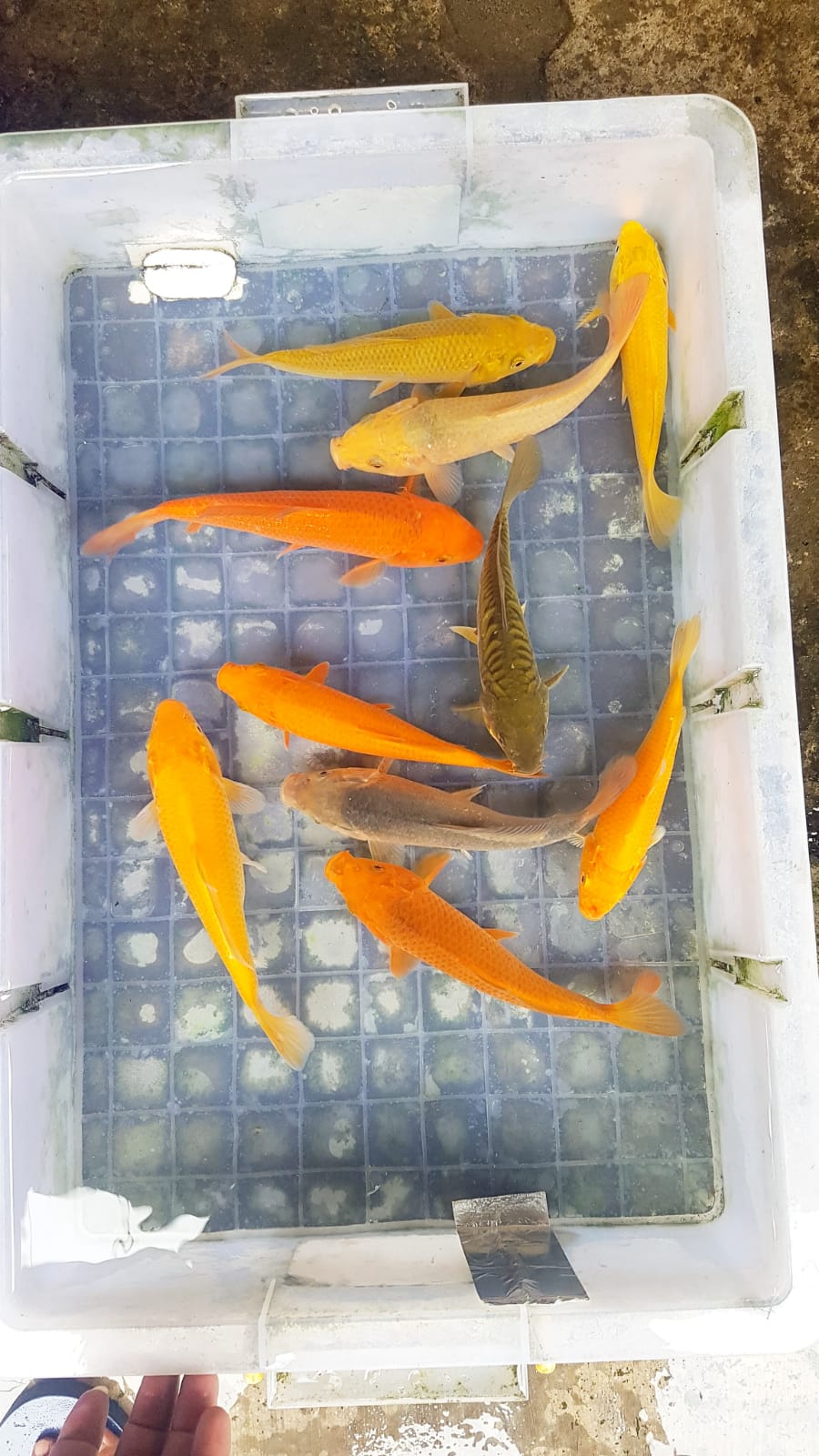 Lelang Koi Online, Jual Beli Ikan Koi, Pusat Jual Beli Koi, Info Lelang Koi Hari Ini, Platform Jual Beli Koi, Jual Beli Ikan Koi Online, Marketplace Ikan Koi, Jual Koi Terbaik, Tempat Beli Koi Berkualitas, Pasar Ikan Koi Online Terpercaya, Penjual Ikan Koi Terpercaya, Beli Koi Hias Online, Ikan Koi untuk Dijual, Koi Kualitas Terbaik, Toko Online Ikan Koi, Koi Hias Untuk Dijual, Jual Beli Ikan Koi Lokal, Koi Indonesia Online, Pusat Jual Beli Koi Terbesar