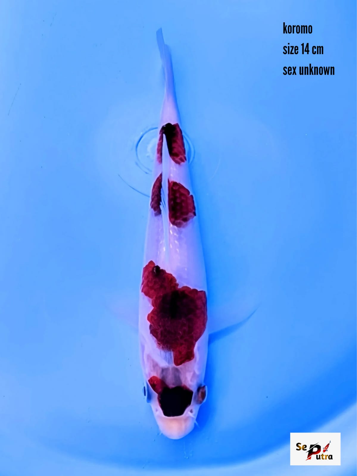 Lelang Koi Online, Jual Beli Ikan Koi, Pusat Jual Beli Koi, Info Lelang Koi Hari Ini, Platform Jual Beli Koi, Jual Beli Ikan Koi Online, Marketplace Ikan Koi, Jual Koi Terbaik, Tempat Beli Koi Berkualitas, Pasar Ikan Koi Online Terpercaya, Penjual Ikan Koi Terpercaya, Beli Koi Hias Online, Ikan Koi untuk Dijual, Koi Kualitas Terbaik, Toko Online Ikan Koi, Koi Hias Untuk Dijual, Jual Beli Ikan Koi Lokal, Koi Indonesia Online, Pusat Jual Beli Koi Terbesar