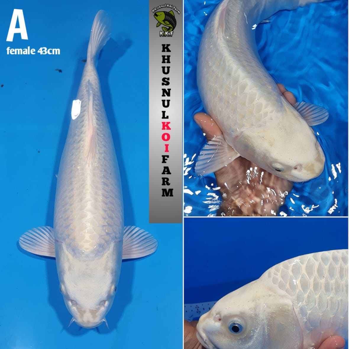 Lelang Koi Online, Jual Beli Ikan Koi, Pusat Jual Beli Koi, Info Lelang Koi Hari Ini, Platform Jual Beli Koi, Jual Beli Ikan Koi Online, Marketplace Ikan Koi, Jual Koi Terbaik, Tempat Beli Koi Berkualitas, Pasar Ikan Koi Online Terpercaya, Penjual Ikan Koi Terpercaya, Beli Koi Hias Online, Ikan Koi untuk Dijual, Koi Kualitas Terbaik, Toko Online Ikan Koi, Koi Hias Untuk Dijual, Jual Beli Ikan Koi Lokal, Koi Indonesia Online, Pusat Jual Beli Koi Terbesar