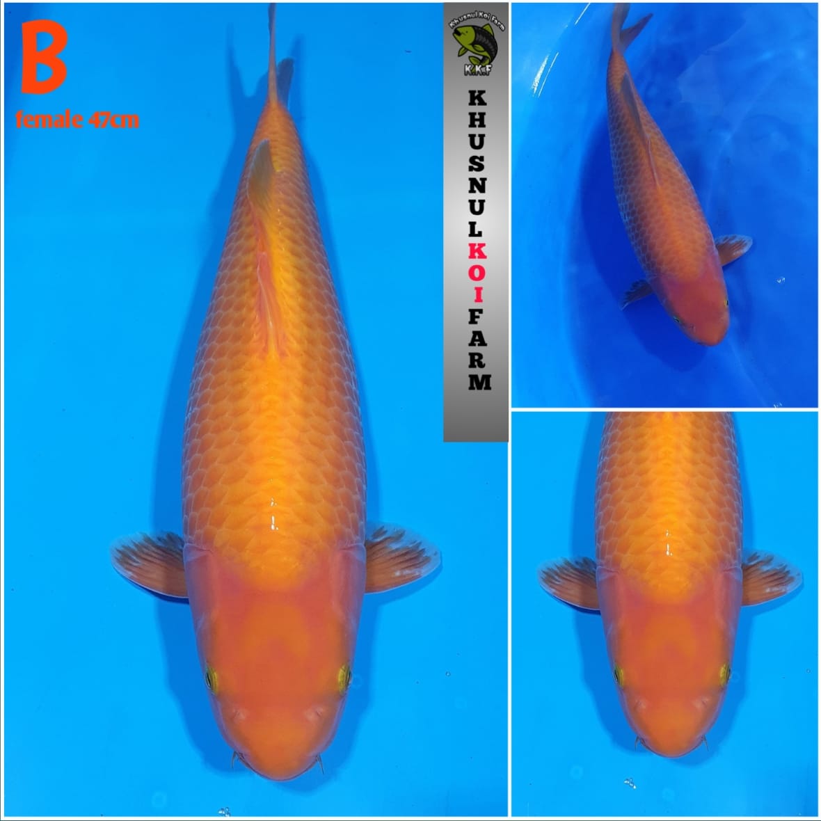 Lelang Koi Online, Jual Beli Ikan Koi, Pusat Jual Beli Koi, Info Lelang Koi Hari Ini, Platform Jual Beli Koi, Jual Beli Ikan Koi Online, Marketplace Ikan Koi, Jual Koi Terbaik, Tempat Beli Koi Berkualitas, Pasar Ikan Koi Online Terpercaya, Penjual Ikan Koi Terpercaya, Beli Koi Hias Online, Ikan Koi untuk Dijual, Koi Kualitas Terbaik, Toko Online Ikan Koi, Koi Hias Untuk Dijual, Jual Beli Ikan Koi Lokal, Koi Indonesia Online, Pusat Jual Beli Koi Terbesar