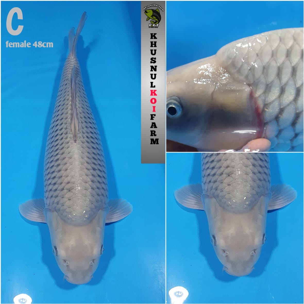 Lelang Koi Online, Jual Beli Ikan Koi, Pusat Jual Beli Koi, Info Lelang Koi Hari Ini, Platform Jual Beli Koi, Jual Beli Ikan Koi Online, Marketplace Ikan Koi, Jual Koi Terbaik, Tempat Beli Koi Berkualitas, Pasar Ikan Koi Online Terpercaya, Penjual Ikan Koi Terpercaya, Beli Koi Hias Online, Ikan Koi untuk Dijual, Koi Kualitas Terbaik, Toko Online Ikan Koi, Koi Hias Untuk Dijual, Jual Beli Ikan Koi Lokal, Koi Indonesia Online, Pusat Jual Beli Koi Terbesar