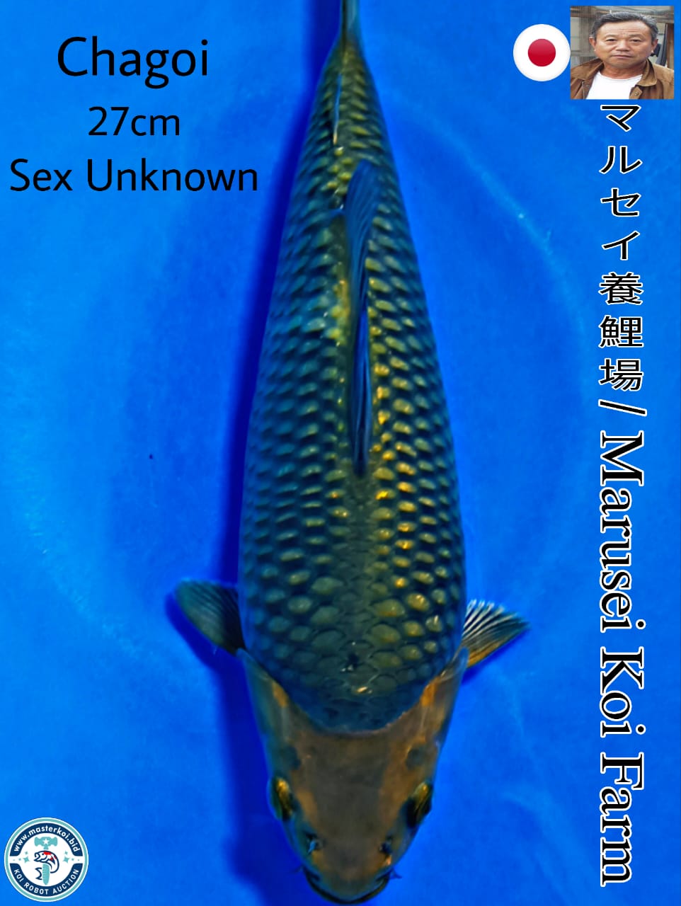 Lelang Koi Online, Jual Beli Ikan Koi, Pusat Jual Beli Koi, Info Lelang Koi Hari Ini, Platform Jual Beli Koi, Jual Beli Ikan Koi Online, Marketplace Ikan Koi, Jual Koi Terbaik, Tempat Beli Koi Berkualitas, Pasar Ikan Koi Online Terpercaya, Penjual Ikan Koi Terpercaya, Beli Koi Hias Online, Ikan Koi untuk Dijual, Koi Kualitas Terbaik, Toko Online Ikan Koi, Koi Hias Untuk Dijual, Jual Beli Ikan Koi Lokal, Koi Indonesia Online, Pusat Jual Beli Koi Terbesar