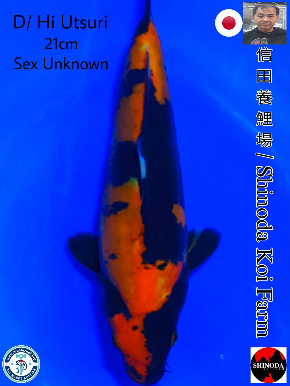 Lelang Koi Online, Jual Beli Ikan Koi, Pusat Jual Beli Koi, Info Lelang Koi Hari Ini, Platform Jual Beli Koi, Jual Beli Ikan Koi Online, Marketplace Ikan Koi, Jual Koi Terbaik, Tempat Beli Koi Berkualitas, Pasar Ikan Koi Online Terpercaya, Penjual Ikan Koi Terpercaya, Beli Koi Hias Online, Ikan Koi untuk Dijual, Koi Kualitas Terbaik, Toko Online Ikan Koi, Koi Hias Untuk Dijual, Jual Beli Ikan Koi Lokal, Koi Indonesia Online, Pusat Jual Beli Koi Terbesar