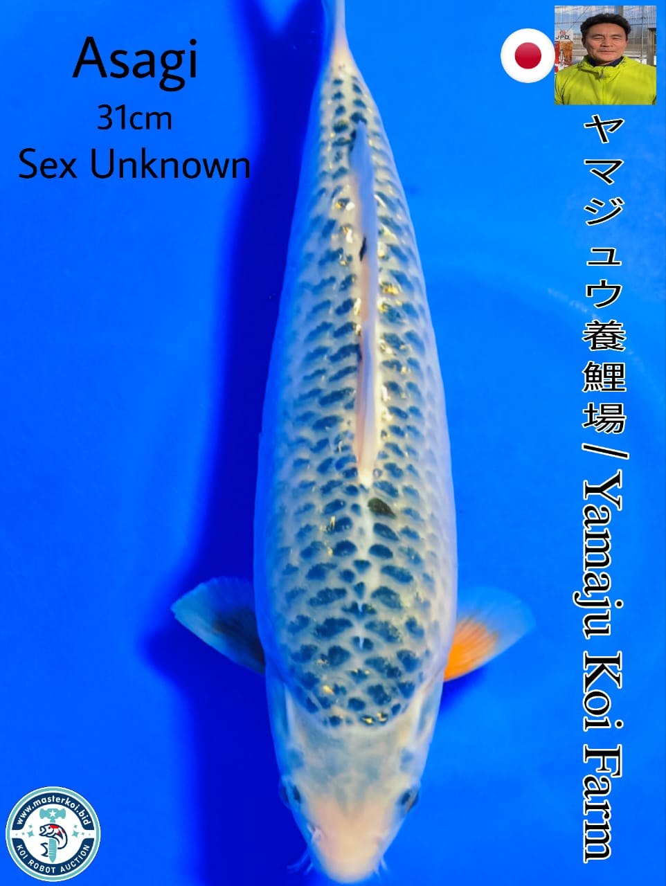Lelang Koi Online, Jual Beli Ikan Koi, Pusat Jual Beli Koi, Info Lelang Koi Hari Ini, Platform Jual Beli Koi, Jual Beli Ikan Koi Online, Marketplace Ikan Koi, Jual Koi Terbaik, Tempat Beli Koi Berkualitas, Pasar Ikan Koi Online Terpercaya, Penjual Ikan Koi Terpercaya, Beli Koi Hias Online, Ikan Koi untuk Dijual, Koi Kualitas Terbaik, Toko Online Ikan Koi, Koi Hias Untuk Dijual, Jual Beli Ikan Koi Lokal, Koi Indonesia Online, Pusat Jual Beli Koi Terbesar