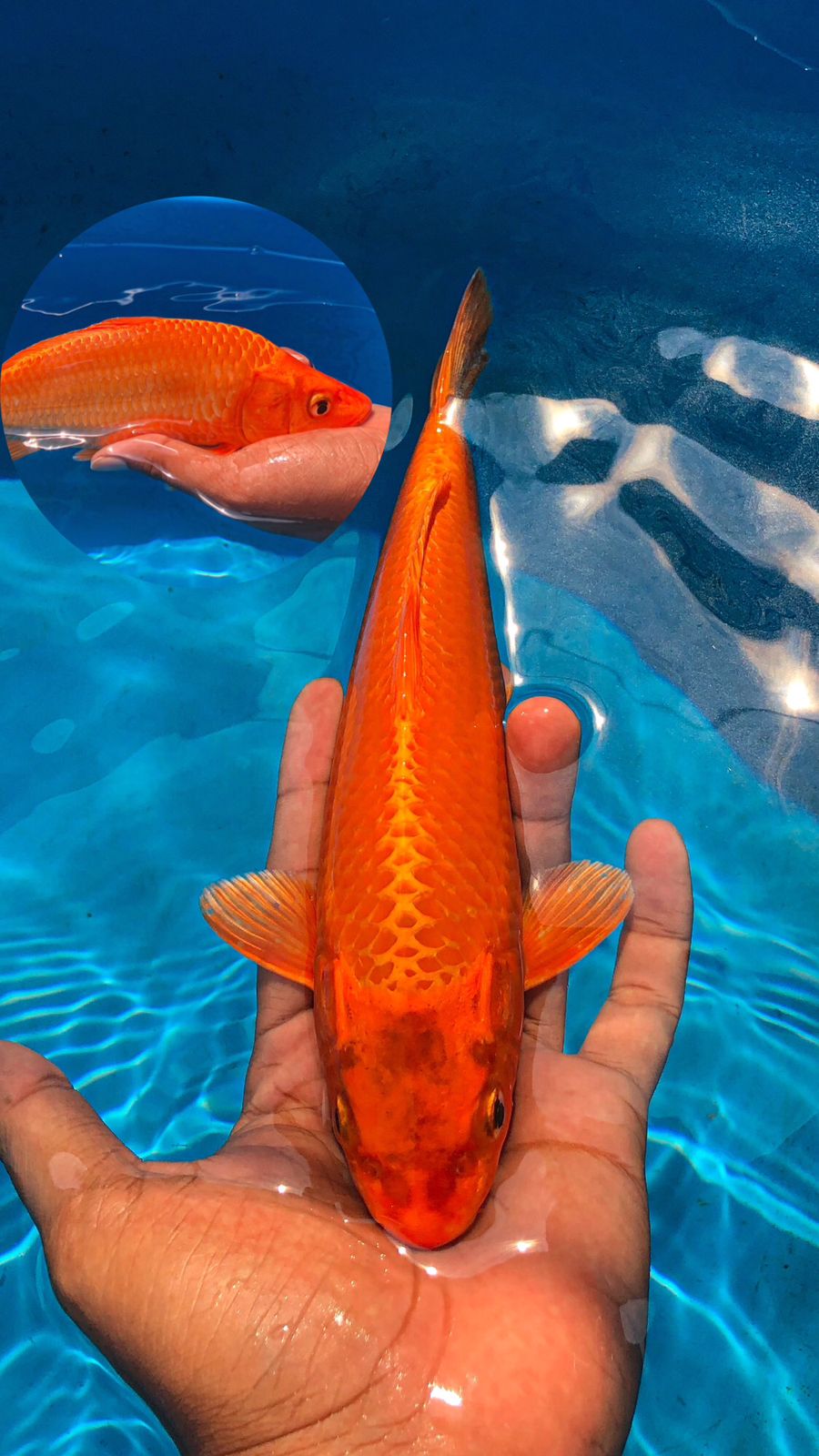 Lelang Koi Online, Jual Beli Ikan Koi, Pusat Jual Beli Koi, Info Lelang Koi Hari Ini, Platform Jual Beli Koi, Jual Beli Ikan Koi Online, Marketplace Ikan Koi, Jual Koi Terbaik, Tempat Beli Koi Berkualitas, Pasar Ikan Koi Online Terpercaya, Penjual Ikan Koi Terpercaya, Beli Koi Hias Online, Ikan Koi untuk Dijual, Koi Kualitas Terbaik, Toko Online Ikan Koi, Koi Hias Untuk Dijual, Jual Beli Ikan Koi Lokal, Koi Indonesia Online, Pusat Jual Beli Koi Terbesar