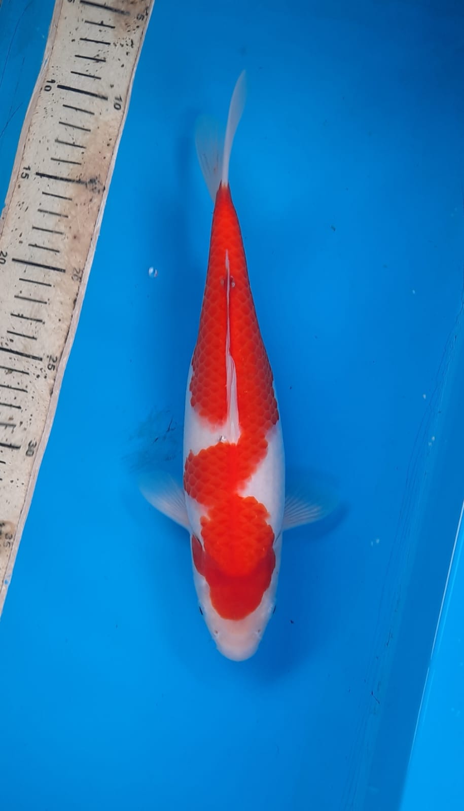 Lelang Koi Online, Jual Beli Ikan Koi, Pusat Jual Beli Koi, Info Lelang Koi Hari Ini, Platform Jual Beli Koi, Jual Beli Ikan Koi Online, Marketplace Ikan Koi, Jual Koi Terbaik, Tempat Beli Koi Berkualitas, Pasar Ikan Koi Online Terpercaya, Penjual Ikan Koi Terpercaya, Beli Koi Hias Online, Ikan Koi untuk Dijual, Koi Kualitas Terbaik, Toko Online Ikan Koi, Koi Hias Untuk Dijual, Jual Beli Ikan Koi Lokal, Koi Indonesia Online, Pusat Jual Beli Koi Terbesar