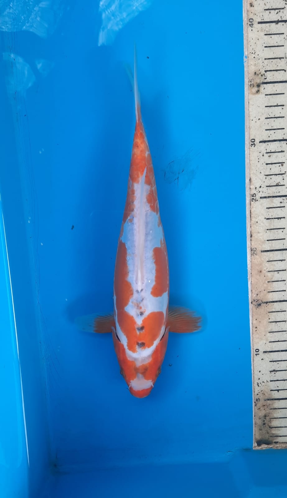 Lelang Koi Online, Jual Beli Ikan Koi, Pusat Jual Beli Koi, Info Lelang Koi Hari Ini, Platform Jual Beli Koi, Jual Beli Ikan Koi Online, Marketplace Ikan Koi, Jual Koi Terbaik, Tempat Beli Koi Berkualitas, Pasar Ikan Koi Online Terpercaya, Penjual Ikan Koi Terpercaya, Beli Koi Hias Online, Ikan Koi untuk Dijual, Koi Kualitas Terbaik, Toko Online Ikan Koi, Koi Hias Untuk Dijual, Jual Beli Ikan Koi Lokal, Koi Indonesia Online, Pusat Jual Beli Koi Terbesar