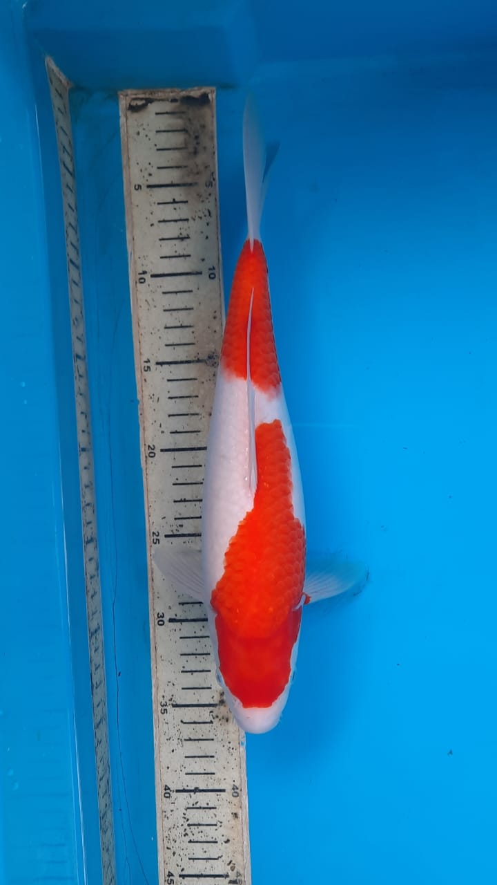 Lelang Koi Online, Jual Beli Ikan Koi, Pusat Jual Beli Koi, Info Lelang Koi Hari Ini, Platform Jual Beli Koi, Jual Beli Ikan Koi Online, Marketplace Ikan Koi, Jual Koi Terbaik, Tempat Beli Koi Berkualitas, Pasar Ikan Koi Online Terpercaya, Penjual Ikan Koi Terpercaya, Beli Koi Hias Online, Ikan Koi untuk Dijual, Koi Kualitas Terbaik, Toko Online Ikan Koi, Koi Hias Untuk Dijual, Jual Beli Ikan Koi Lokal, Koi Indonesia Online, Pusat Jual Beli Koi Terbesar