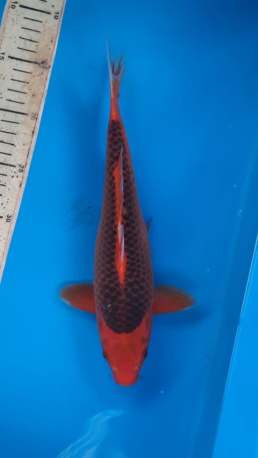 Lelang Koi Online, Jual Beli Ikan Koi, Pusat Jual Beli Koi, Info Lelang Koi Hari Ini, Platform Jual Beli Koi, Jual Beli Ikan Koi Online, Marketplace Ikan Koi, Jual Koi Terbaik, Tempat Beli Koi Berkualitas, Pasar Ikan Koi Online Terpercaya, Penjual Ikan Koi Terpercaya, Beli Koi Hias Online, Ikan Koi untuk Dijual, Koi Kualitas Terbaik, Toko Online Ikan Koi, Koi Hias Untuk Dijual, Jual Beli Ikan Koi Lokal, Koi Indonesia Online, Pusat Jual Beli Koi Terbesar