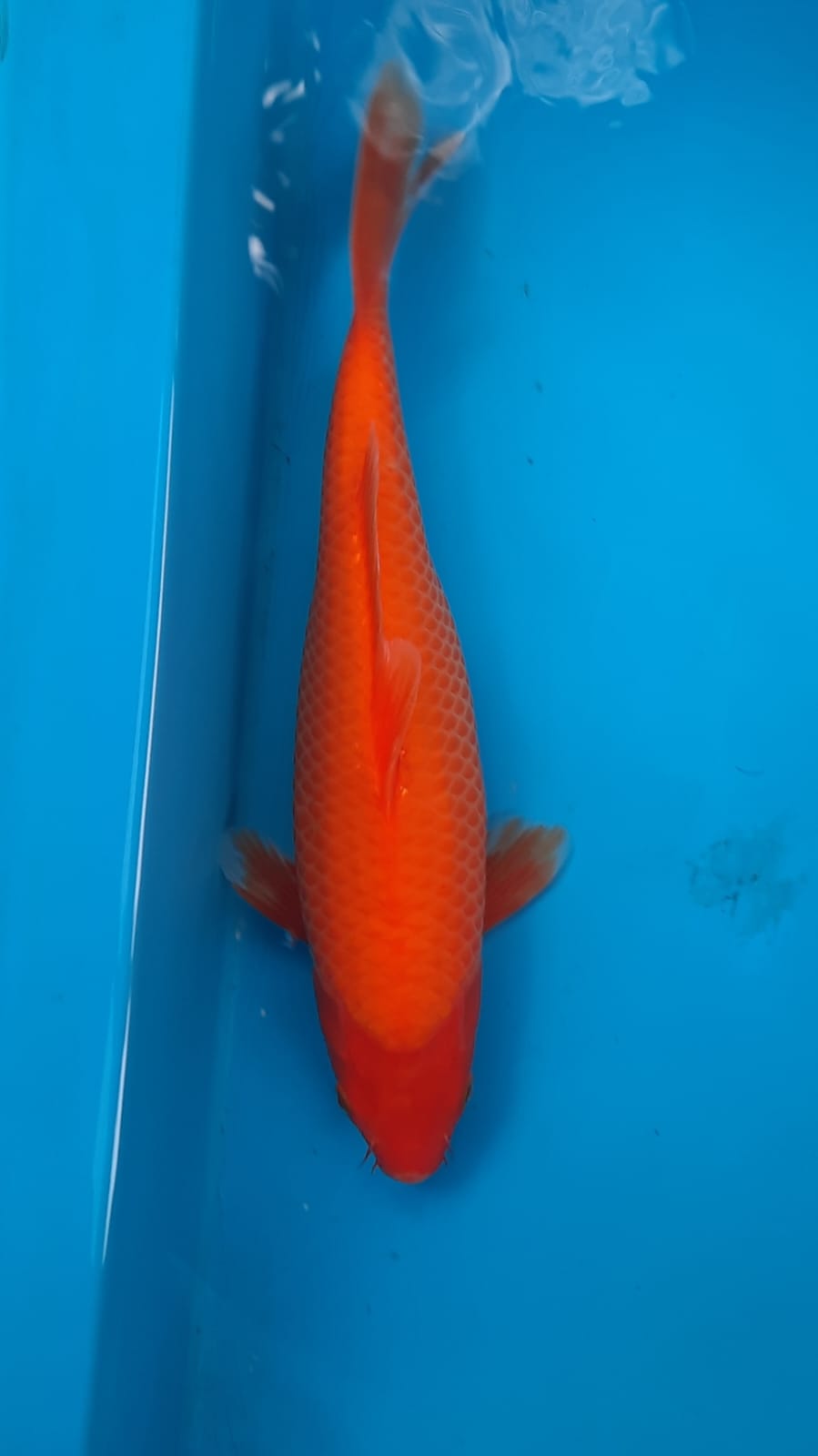 Lelang Koi Online, Jual Beli Ikan Koi, Pusat Jual Beli Koi, Info Lelang Koi Hari Ini, Platform Jual Beli Koi, Jual Beli Ikan Koi Online, Marketplace Ikan Koi, Jual Koi Terbaik, Tempat Beli Koi Berkualitas, Pasar Ikan Koi Online Terpercaya, Penjual Ikan Koi Terpercaya, Beli Koi Hias Online, Ikan Koi untuk Dijual, Koi Kualitas Terbaik, Toko Online Ikan Koi, Koi Hias Untuk Dijual, Jual Beli Ikan Koi Lokal, Koi Indonesia Online, Pusat Jual Beli Koi Terbesar