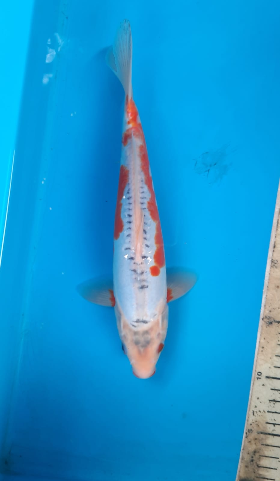 Lelang Koi Online, Jual Beli Ikan Koi, Pusat Jual Beli Koi, Info Lelang Koi Hari Ini, Platform Jual Beli Koi, Jual Beli Ikan Koi Online, Marketplace Ikan Koi, Jual Koi Terbaik, Tempat Beli Koi Berkualitas, Pasar Ikan Koi Online Terpercaya, Penjual Ikan Koi Terpercaya, Beli Koi Hias Online, Ikan Koi untuk Dijual, Koi Kualitas Terbaik, Toko Online Ikan Koi, Koi Hias Untuk Dijual, Jual Beli Ikan Koi Lokal, Koi Indonesia Online, Pusat Jual Beli Koi Terbesar
