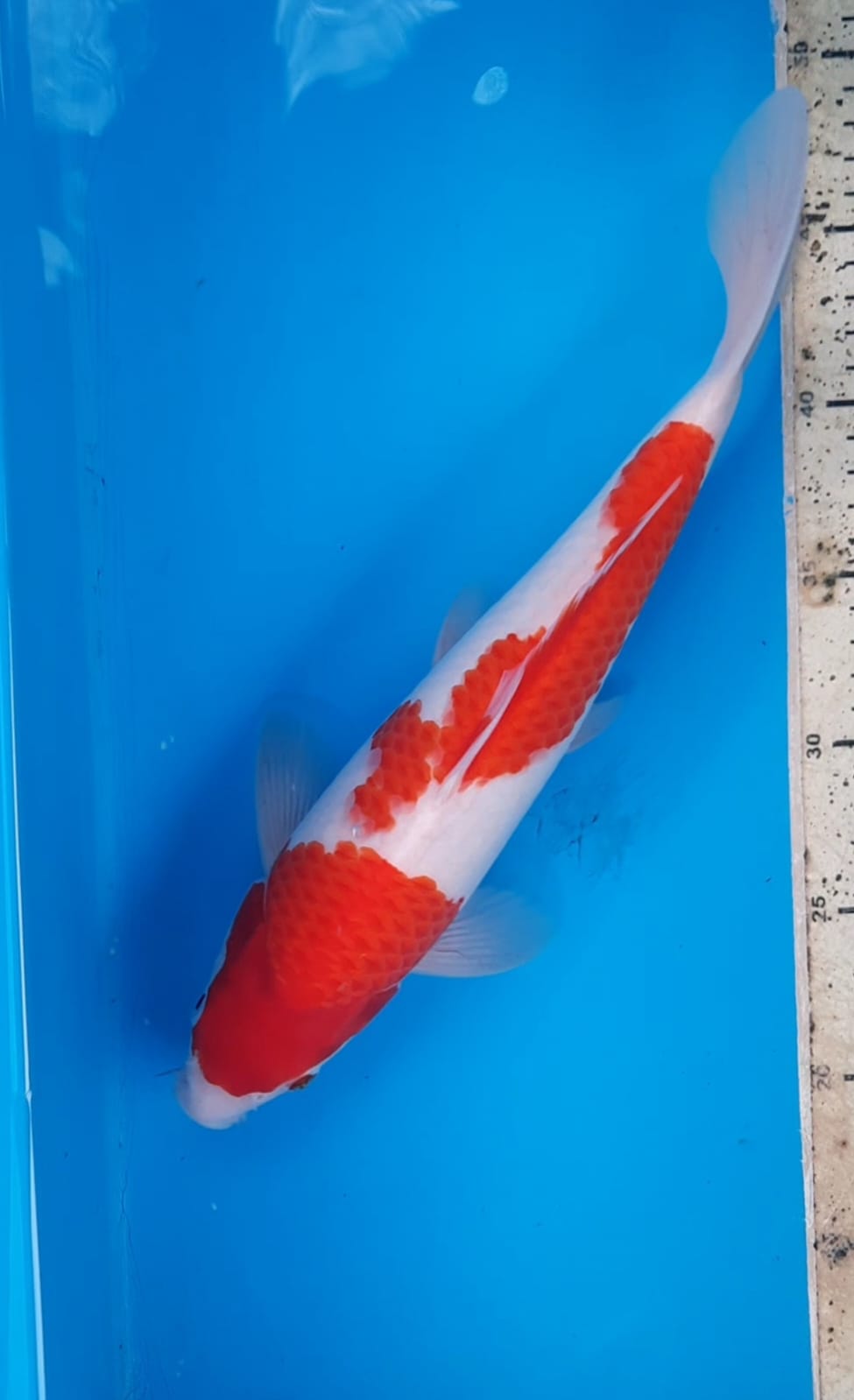 Lelang Koi Online, Jual Beli Ikan Koi, Pusat Jual Beli Koi, Info Lelang Koi Hari Ini, Platform Jual Beli Koi, Jual Beli Ikan Koi Online, Marketplace Ikan Koi, Jual Koi Terbaik, Tempat Beli Koi Berkualitas, Pasar Ikan Koi Online Terpercaya, Penjual Ikan Koi Terpercaya, Beli Koi Hias Online, Ikan Koi untuk Dijual, Koi Kualitas Terbaik, Toko Online Ikan Koi, Koi Hias Untuk Dijual, Jual Beli Ikan Koi Lokal, Koi Indonesia Online, Pusat Jual Beli Koi Terbesar