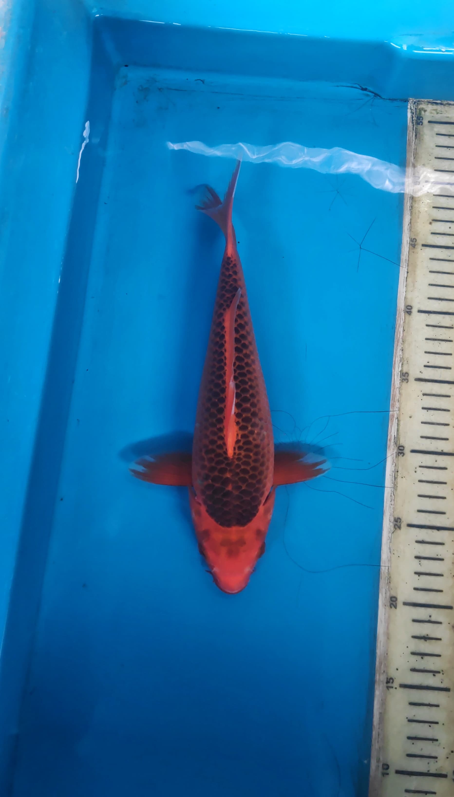 Lelang Koi Online, Jual Beli Ikan Koi, Pusat Jual Beli Koi, Info Lelang Koi Hari Ini, Platform Jual Beli Koi, Jual Beli Ikan Koi Online, Marketplace Ikan Koi, Jual Koi Terbaik, Tempat Beli Koi Berkualitas, Pasar Ikan Koi Online Terpercaya, Penjual Ikan Koi Terpercaya, Beli Koi Hias Online, Ikan Koi untuk Dijual, Koi Kualitas Terbaik, Toko Online Ikan Koi, Koi Hias Untuk Dijual, Jual Beli Ikan Koi Lokal, Koi Indonesia Online, Pusat Jual Beli Koi Terbesar