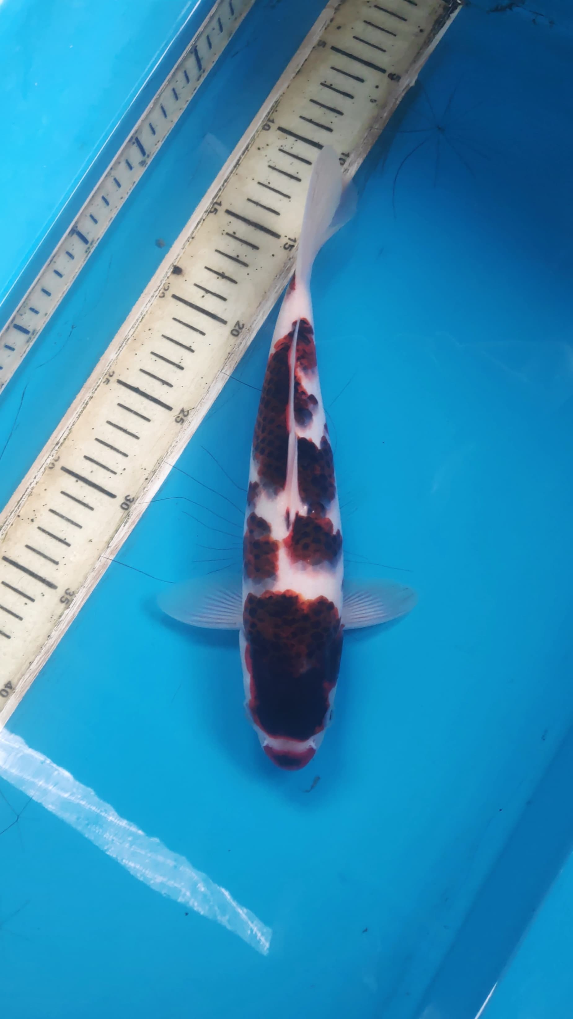Lelang Koi Online, Jual Beli Ikan Koi, Pusat Jual Beli Koi, Info Lelang Koi Hari Ini, Platform Jual Beli Koi, Jual Beli Ikan Koi Online, Marketplace Ikan Koi, Jual Koi Terbaik, Tempat Beli Koi Berkualitas, Pasar Ikan Koi Online Terpercaya, Penjual Ikan Koi Terpercaya, Beli Koi Hias Online, Ikan Koi untuk Dijual, Koi Kualitas Terbaik, Toko Online Ikan Koi, Koi Hias Untuk Dijual, Jual Beli Ikan Koi Lokal, Koi Indonesia Online, Pusat Jual Beli Koi Terbesar