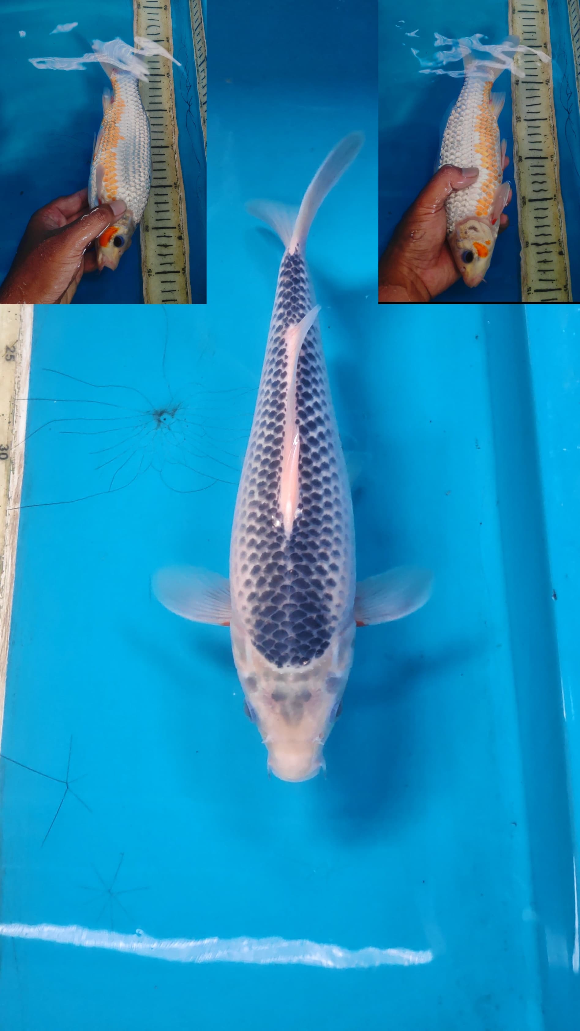 Lelang Koi Online, Jual Beli Ikan Koi, Pusat Jual Beli Koi, Info Lelang Koi Hari Ini, Platform Jual Beli Koi, Jual Beli Ikan Koi Online, Marketplace Ikan Koi, Jual Koi Terbaik, Tempat Beli Koi Berkualitas, Pasar Ikan Koi Online Terpercaya, Penjual Ikan Koi Terpercaya, Beli Koi Hias Online, Ikan Koi untuk Dijual, Koi Kualitas Terbaik, Toko Online Ikan Koi, Koi Hias Untuk Dijual, Jual Beli Ikan Koi Lokal, Koi Indonesia Online, Pusat Jual Beli Koi Terbesar