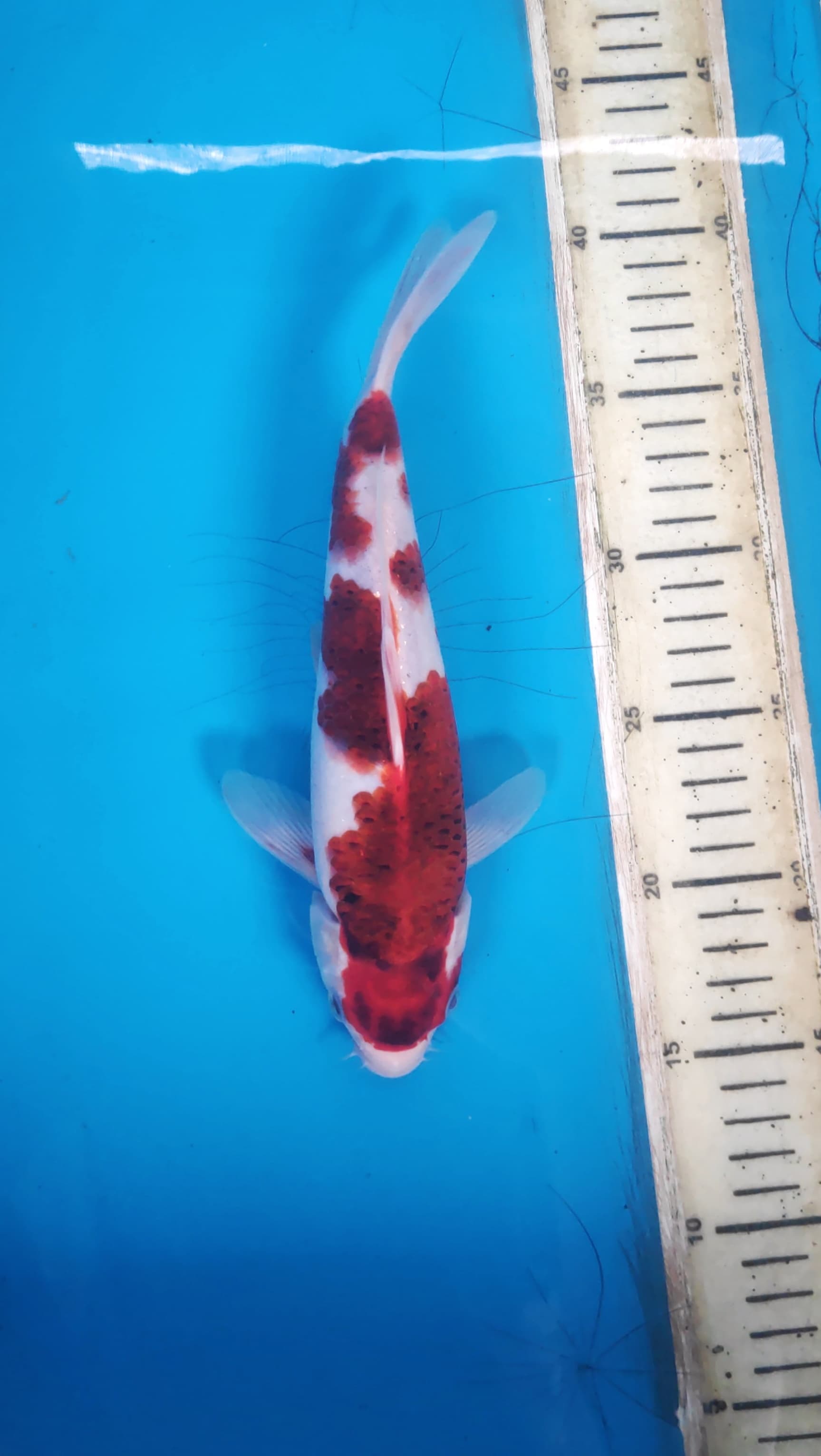 Lelang Koi Online, Jual Beli Ikan Koi, Pusat Jual Beli Koi, Info Lelang Koi Hari Ini, Platform Jual Beli Koi, Jual Beli Ikan Koi Online, Marketplace Ikan Koi, Jual Koi Terbaik, Tempat Beli Koi Berkualitas, Pasar Ikan Koi Online Terpercaya, Penjual Ikan Koi Terpercaya, Beli Koi Hias Online, Ikan Koi untuk Dijual, Koi Kualitas Terbaik, Toko Online Ikan Koi, Koi Hias Untuk Dijual, Jual Beli Ikan Koi Lokal, Koi Indonesia Online, Pusat Jual Beli Koi Terbesar