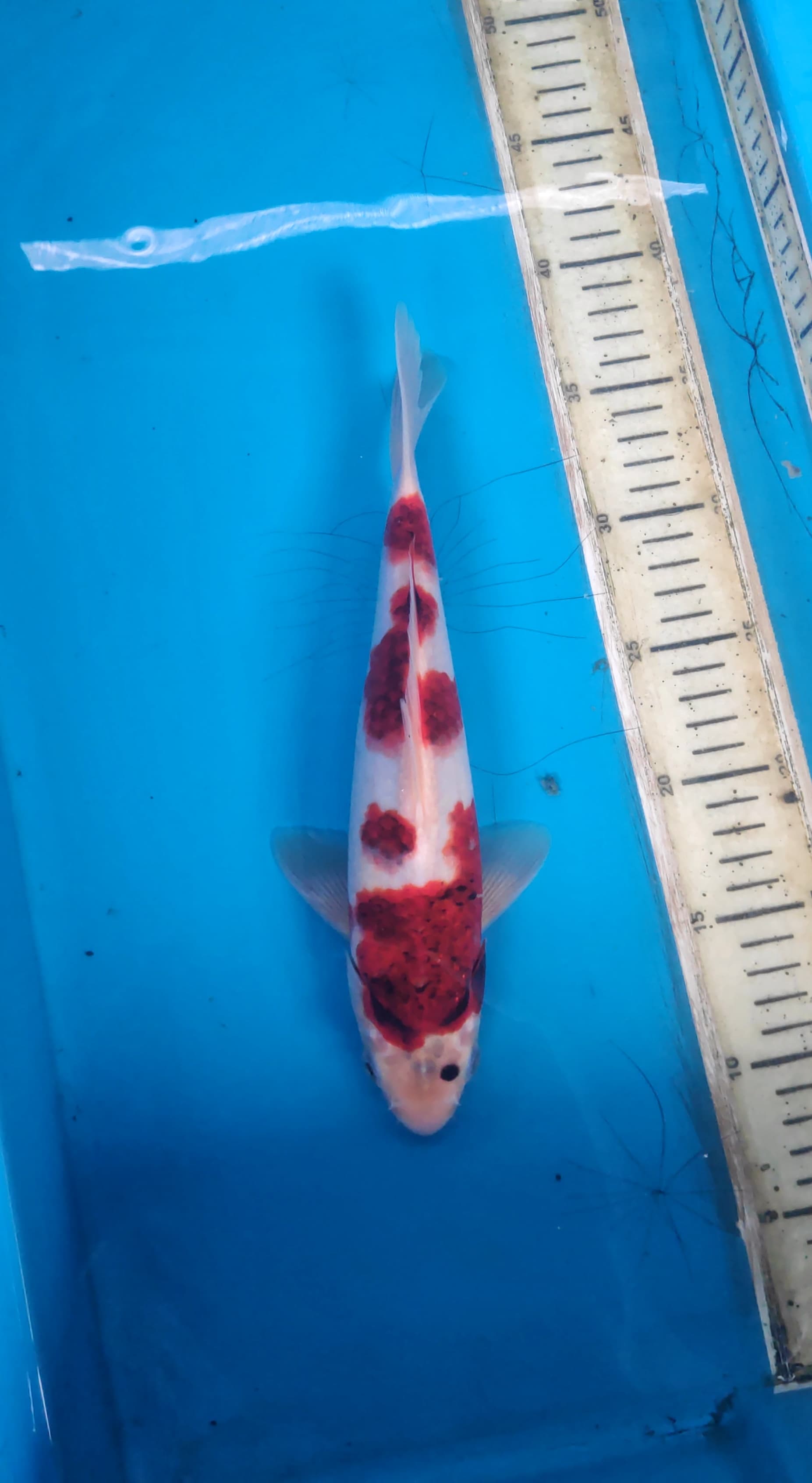Lelang Koi Online, Jual Beli Ikan Koi, Pusat Jual Beli Koi, Info Lelang Koi Hari Ini, Platform Jual Beli Koi, Jual Beli Ikan Koi Online, Marketplace Ikan Koi, Jual Koi Terbaik, Tempat Beli Koi Berkualitas, Pasar Ikan Koi Online Terpercaya, Penjual Ikan Koi Terpercaya, Beli Koi Hias Online, Ikan Koi untuk Dijual, Koi Kualitas Terbaik, Toko Online Ikan Koi, Koi Hias Untuk Dijual, Jual Beli Ikan Koi Lokal, Koi Indonesia Online, Pusat Jual Beli Koi Terbesar
