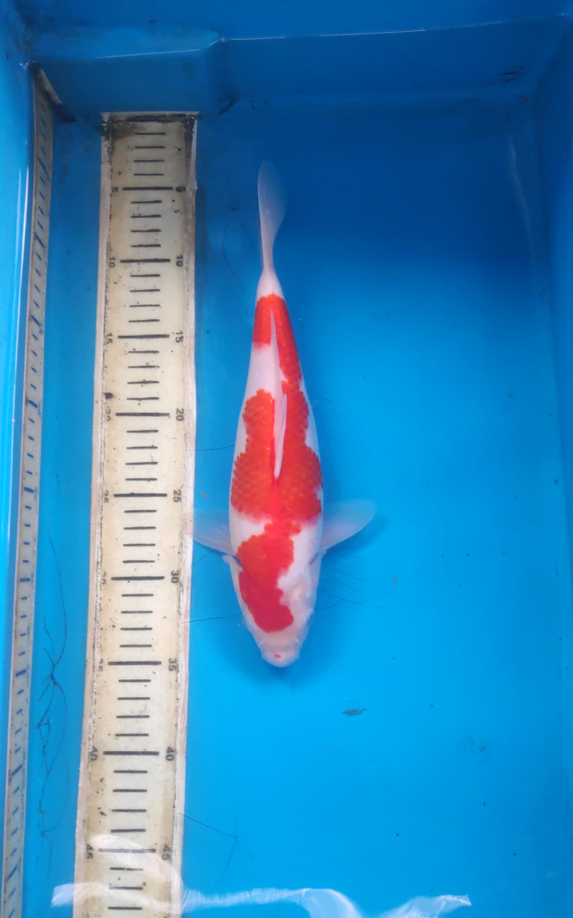 Lelang Koi Online, Jual Beli Ikan Koi, Pusat Jual Beli Koi, Info Lelang Koi Hari Ini, Platform Jual Beli Koi, Jual Beli Ikan Koi Online, Marketplace Ikan Koi, Jual Koi Terbaik, Tempat Beli Koi Berkualitas, Pasar Ikan Koi Online Terpercaya, Penjual Ikan Koi Terpercaya, Beli Koi Hias Online, Ikan Koi untuk Dijual, Koi Kualitas Terbaik, Toko Online Ikan Koi, Koi Hias Untuk Dijual, Jual Beli Ikan Koi Lokal, Koi Indonesia Online, Pusat Jual Beli Koi Terbesar