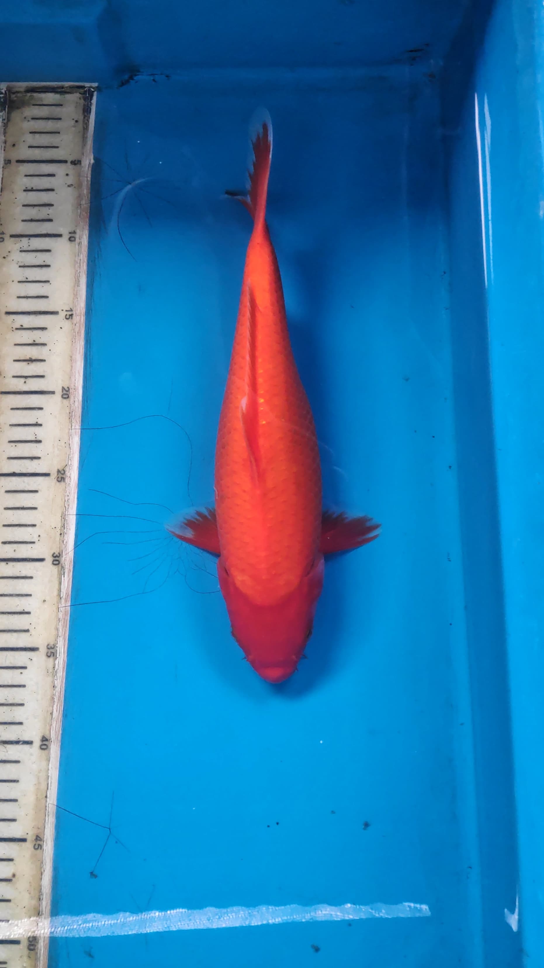 Lelang Koi Online, Jual Beli Ikan Koi, Pusat Jual Beli Koi, Info Lelang Koi Hari Ini, Platform Jual Beli Koi, Jual Beli Ikan Koi Online, Marketplace Ikan Koi, Jual Koi Terbaik, Tempat Beli Koi Berkualitas, Pasar Ikan Koi Online Terpercaya, Penjual Ikan Koi Terpercaya, Beli Koi Hias Online, Ikan Koi untuk Dijual, Koi Kualitas Terbaik, Toko Online Ikan Koi, Koi Hias Untuk Dijual, Jual Beli Ikan Koi Lokal, Koi Indonesia Online, Pusat Jual Beli Koi Terbesar