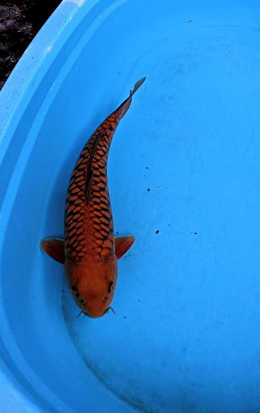 Lelang Koi Online, Jual Beli Ikan Koi, Pusat Jual Beli Koi, Info Lelang Koi Hari Ini, Platform Jual Beli Koi, Jual Beli Ikan Koi Online, Marketplace Ikan Koi, Jual Koi Terbaik, Tempat Beli Koi Berkualitas, Pasar Ikan Koi Online Terpercaya, Penjual Ikan Koi Terpercaya, Beli Koi Hias Online, Ikan Koi untuk Dijual, Koi Kualitas Terbaik, Toko Online Ikan Koi, Koi Hias Untuk Dijual, Jual Beli Ikan Koi Lokal, Koi Indonesia Online, Pusat Jual Beli Koi Terbesar