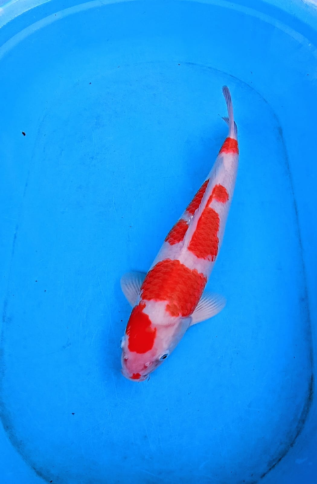 Lelang Koi Online, Jual Beli Ikan Koi, Pusat Jual Beli Koi, Info Lelang Koi Hari Ini, Platform Jual Beli Koi, Jual Beli Ikan Koi Online, Marketplace Ikan Koi, Jual Koi Terbaik, Tempat Beli Koi Berkualitas, Pasar Ikan Koi Online Terpercaya, Penjual Ikan Koi Terpercaya, Beli Koi Hias Online, Ikan Koi untuk Dijual, Koi Kualitas Terbaik, Toko Online Ikan Koi, Koi Hias Untuk Dijual, Jual Beli Ikan Koi Lokal, Koi Indonesia Online, Pusat Jual Beli Koi Terbesar