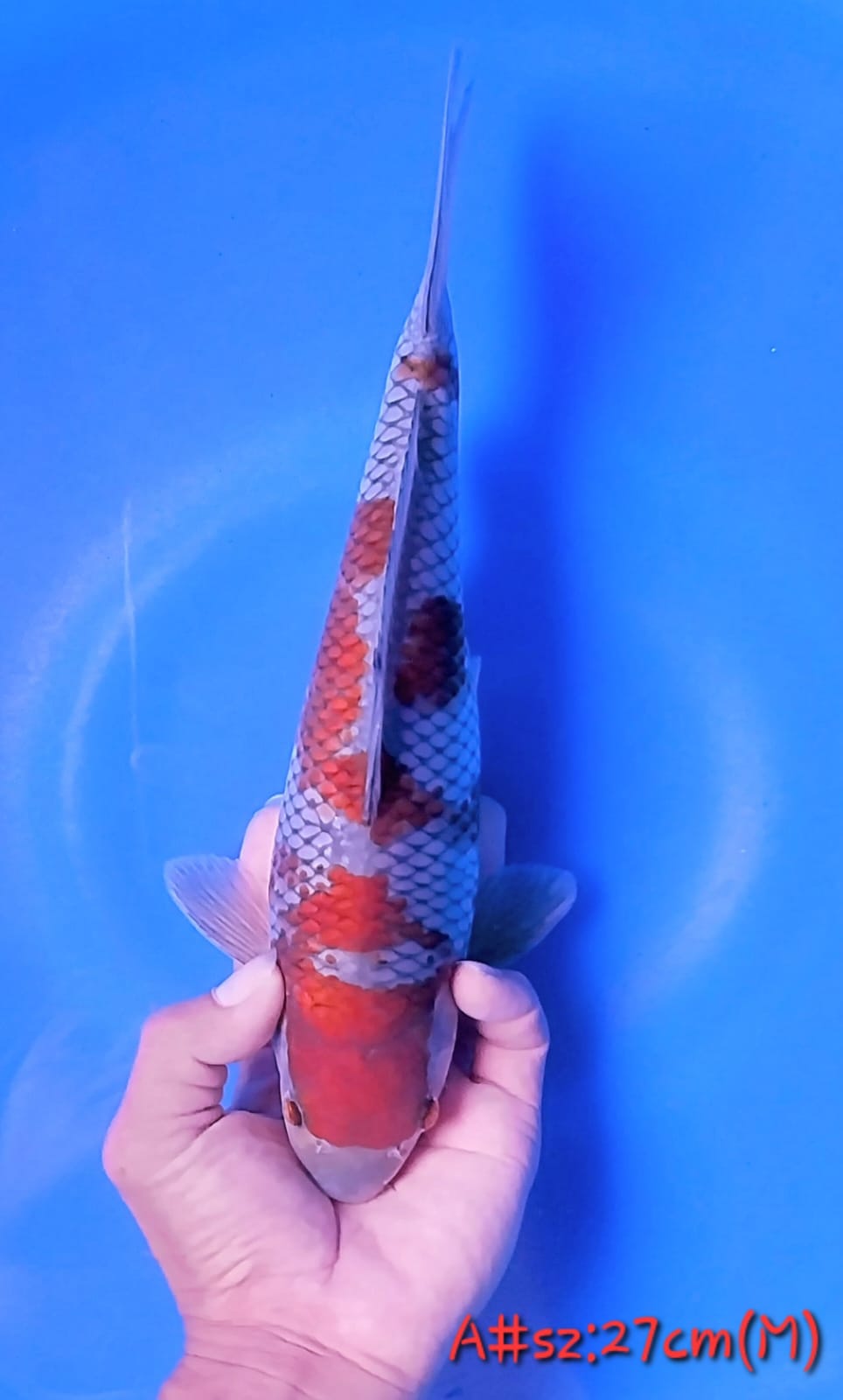 Lelang Koi Online, Jual Beli Ikan Koi, Pusat Jual Beli Koi, Info Lelang Koi Hari Ini, Platform Jual Beli Koi, Jual Beli Ikan Koi Online, Marketplace Ikan Koi, Jual Koi Terbaik, Tempat Beli Koi Berkualitas, Pasar Ikan Koi Online Terpercaya, Penjual Ikan Koi Terpercaya, Beli Koi Hias Online, Ikan Koi untuk Dijual, Koi Kualitas Terbaik, Toko Online Ikan Koi, Koi Hias Untuk Dijual, Jual Beli Ikan Koi Lokal, Koi Indonesia Online, Pusat Jual Beli Koi Terbesar
