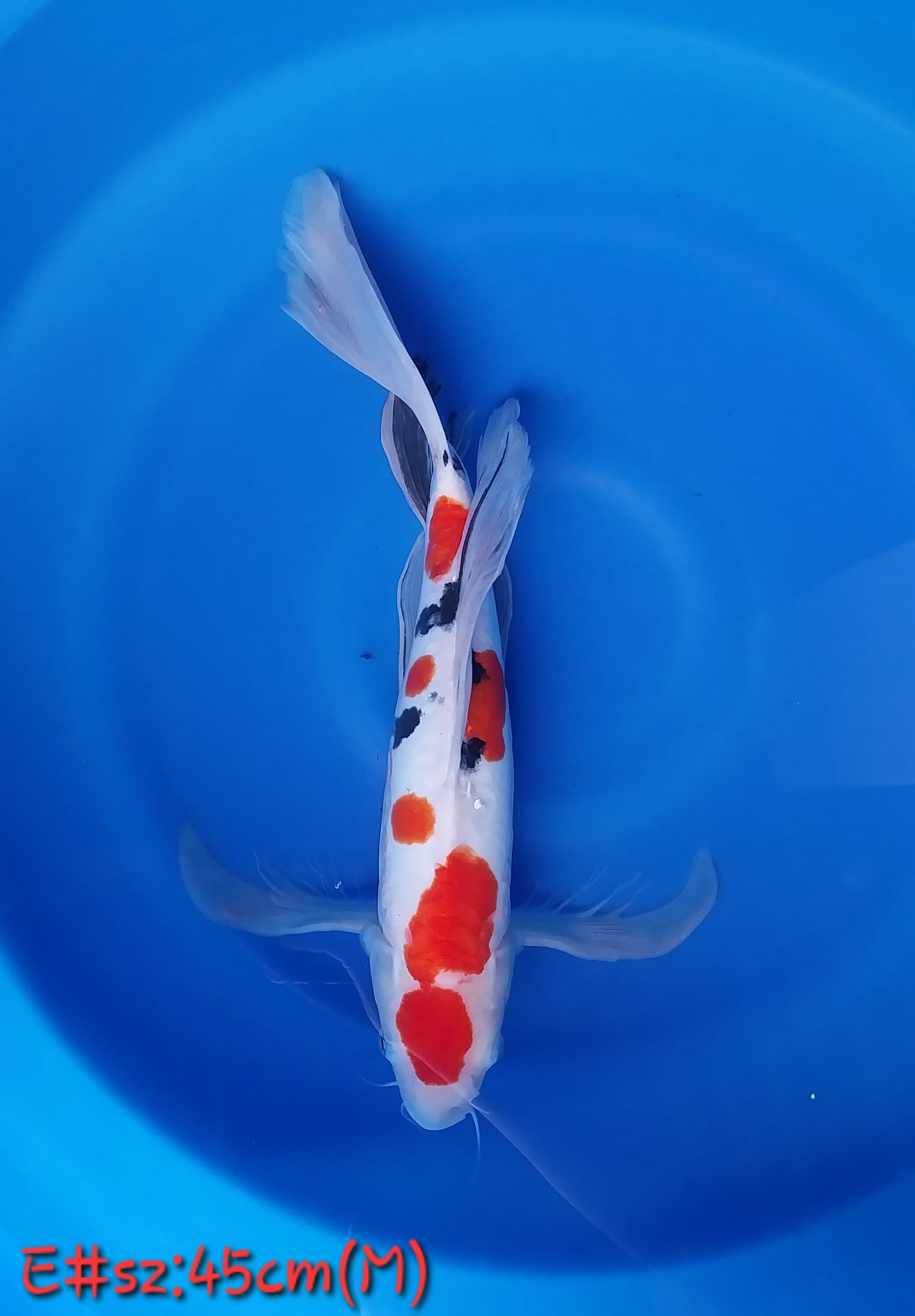 Lelang Koi Online, Jual Beli Ikan Koi, Pusat Jual Beli Koi, Info Lelang Koi Hari Ini, Platform Jual Beli Koi, Jual Beli Ikan Koi Online, Marketplace Ikan Koi, Jual Koi Terbaik, Tempat Beli Koi Berkualitas, Pasar Ikan Koi Online Terpercaya, Penjual Ikan Koi Terpercaya, Beli Koi Hias Online, Ikan Koi untuk Dijual, Koi Kualitas Terbaik, Toko Online Ikan Koi, Koi Hias Untuk Dijual, Jual Beli Ikan Koi Lokal, Koi Indonesia Online, Pusat Jual Beli Koi Terbesar