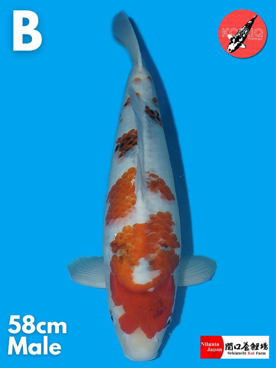 Lelang Koi Online, Jual Beli Ikan Koi, Pusat Jual Beli Koi, Info Lelang Koi Hari Ini, Platform Jual Beli Koi, Jual Beli Ikan Koi Online, Marketplace Ikan Koi, Jual Koi Terbaik, Tempat Beli Koi Berkualitas, Pasar Ikan Koi Online Terpercaya, Penjual Ikan Koi Terpercaya, Beli Koi Hias Online, Ikan Koi untuk Dijual, Koi Kualitas Terbaik, Toko Online Ikan Koi, Koi Hias Untuk Dijual, Jual Beli Ikan Koi Lokal, Koi Indonesia Online, Pusat Jual Beli Koi Terbesar