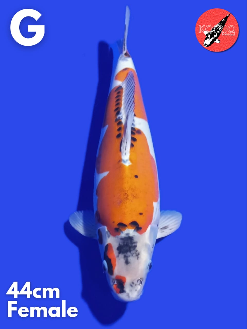 Lelang Koi Online, Jual Beli Ikan Koi, Pusat Jual Beli Koi, Info Lelang Koi Hari Ini, Platform Jual Beli Koi, Jual Beli Ikan Koi Online, Marketplace Ikan Koi, Jual Koi Terbaik, Tempat Beli Koi Berkualitas, Pasar Ikan Koi Online Terpercaya, Penjual Ikan Koi Terpercaya, Beli Koi Hias Online, Ikan Koi untuk Dijual, Koi Kualitas Terbaik, Toko Online Ikan Koi, Koi Hias Untuk Dijual, Jual Beli Ikan Koi Lokal, Koi Indonesia Online, Pusat Jual Beli Koi Terbesar