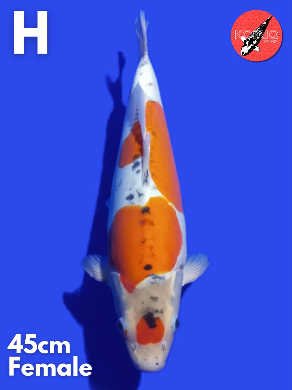 Lelang Koi Online, Jual Beli Ikan Koi, Pusat Jual Beli Koi, Info Lelang Koi Hari Ini, Platform Jual Beli Koi, Jual Beli Ikan Koi Online, Marketplace Ikan Koi, Jual Koi Terbaik, Tempat Beli Koi Berkualitas, Pasar Ikan Koi Online Terpercaya, Penjual Ikan Koi Terpercaya, Beli Koi Hias Online, Ikan Koi untuk Dijual, Koi Kualitas Terbaik, Toko Online Ikan Koi, Koi Hias Untuk Dijual, Jual Beli Ikan Koi Lokal, Koi Indonesia Online, Pusat Jual Beli Koi Terbesar