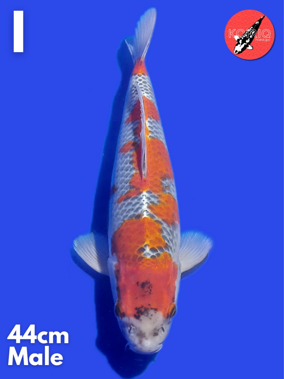 Lelang Koi Online, Jual Beli Ikan Koi, Pusat Jual Beli Koi, Info Lelang Koi Hari Ini, Platform Jual Beli Koi, Jual Beli Ikan Koi Online, Marketplace Ikan Koi, Jual Koi Terbaik, Tempat Beli Koi Berkualitas, Pasar Ikan Koi Online Terpercaya, Penjual Ikan Koi Terpercaya, Beli Koi Hias Online, Ikan Koi untuk Dijual, Koi Kualitas Terbaik, Toko Online Ikan Koi, Koi Hias Untuk Dijual, Jual Beli Ikan Koi Lokal, Koi Indonesia Online, Pusat Jual Beli Koi Terbesar