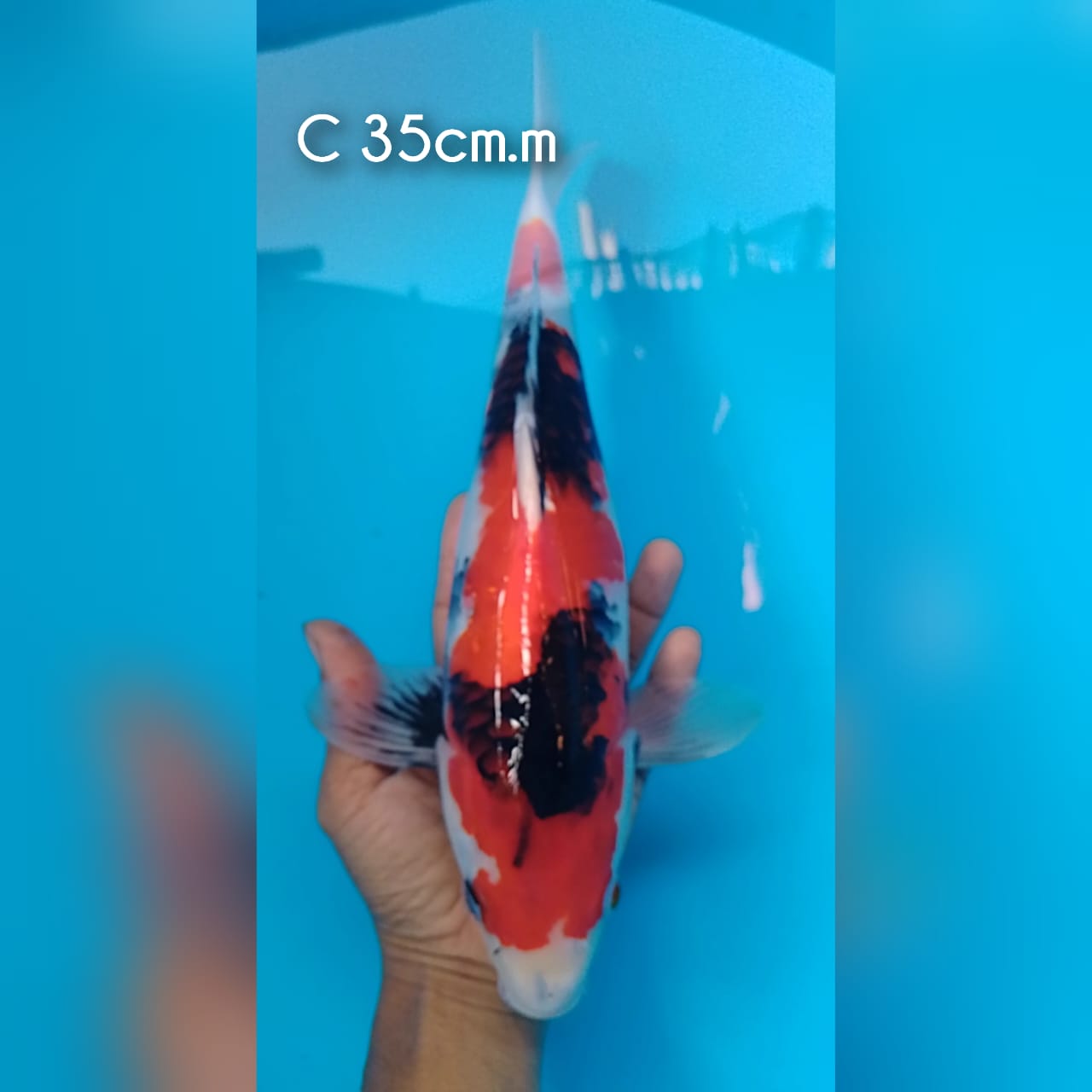 Lelang Koi Online, Jual Beli Ikan Koi, Pusat Jual Beli Koi, Info Lelang Koi Hari Ini, Platform Jual Beli Koi, Jual Beli Ikan Koi Online, Marketplace Ikan Koi, Jual Koi Terbaik, Tempat Beli Koi Berkualitas, Pasar Ikan Koi Online Terpercaya, Penjual Ikan Koi Terpercaya, Beli Koi Hias Online, Ikan Koi untuk Dijual, Koi Kualitas Terbaik, Toko Online Ikan Koi, Koi Hias Untuk Dijual, Jual Beli Ikan Koi Lokal, Koi Indonesia Online, Pusat Jual Beli Koi Terbesar