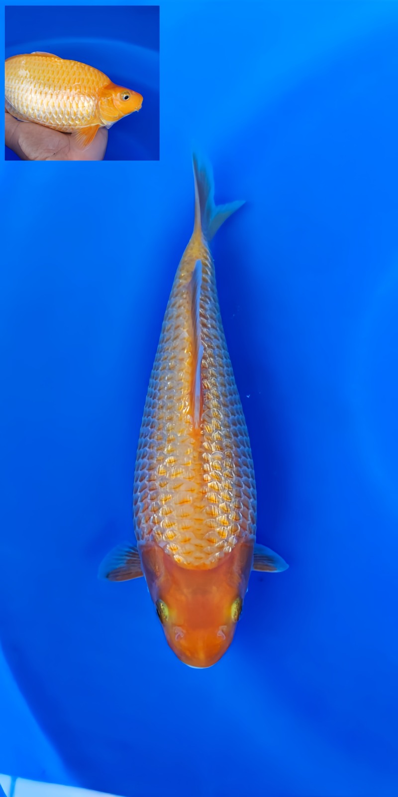 Lelang Koi Online, Jual Beli Ikan Koi, Pusat Jual Beli Koi, Info Lelang Koi Hari Ini, Platform Jual Beli Koi, Jual Beli Ikan Koi Online, Marketplace Ikan Koi, Jual Koi Terbaik, Tempat Beli Koi Berkualitas, Pasar Ikan Koi Online Terpercaya, Penjual Ikan Koi Terpercaya, Beli Koi Hias Online, Ikan Koi untuk Dijual, Koi Kualitas Terbaik, Toko Online Ikan Koi, Koi Hias Untuk Dijual, Jual Beli Ikan Koi Lokal, Koi Indonesia Online, Pusat Jual Beli Koi Terbesar