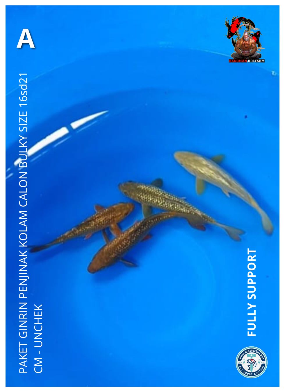 Lelang Koi Online, Jual Beli Ikan Koi, Pusat Jual Beli Koi, Info Lelang Koi Hari Ini, Platform Jual Beli Koi, Jual Beli Ikan Koi Online, Marketplace Ikan Koi, Jual Koi Terbaik, Tempat Beli Koi Berkualitas, Pasar Ikan Koi Online Terpercaya, Penjual Ikan Koi Terpercaya, Beli Koi Hias Online, Ikan Koi untuk Dijual, Koi Kualitas Terbaik, Toko Online Ikan Koi, Koi Hias Untuk Dijual, Jual Beli Ikan Koi Lokal, Koi Indonesia Online, Pusat Jual Beli Koi Terbesar