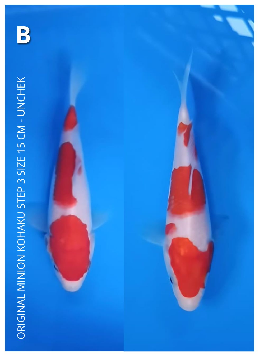 Lelang Koi Online, Jual Beli Ikan Koi, Pusat Jual Beli Koi, Info Lelang Koi Hari Ini, Platform Jual Beli Koi, Jual Beli Ikan Koi Online, Marketplace Ikan Koi, Jual Koi Terbaik, Tempat Beli Koi Berkualitas, Pasar Ikan Koi Online Terpercaya, Penjual Ikan Koi Terpercaya, Beli Koi Hias Online, Ikan Koi untuk Dijual, Koi Kualitas Terbaik, Toko Online Ikan Koi, Koi Hias Untuk Dijual, Jual Beli Ikan Koi Lokal, Koi Indonesia Online, Pusat Jual Beli Koi Terbesar