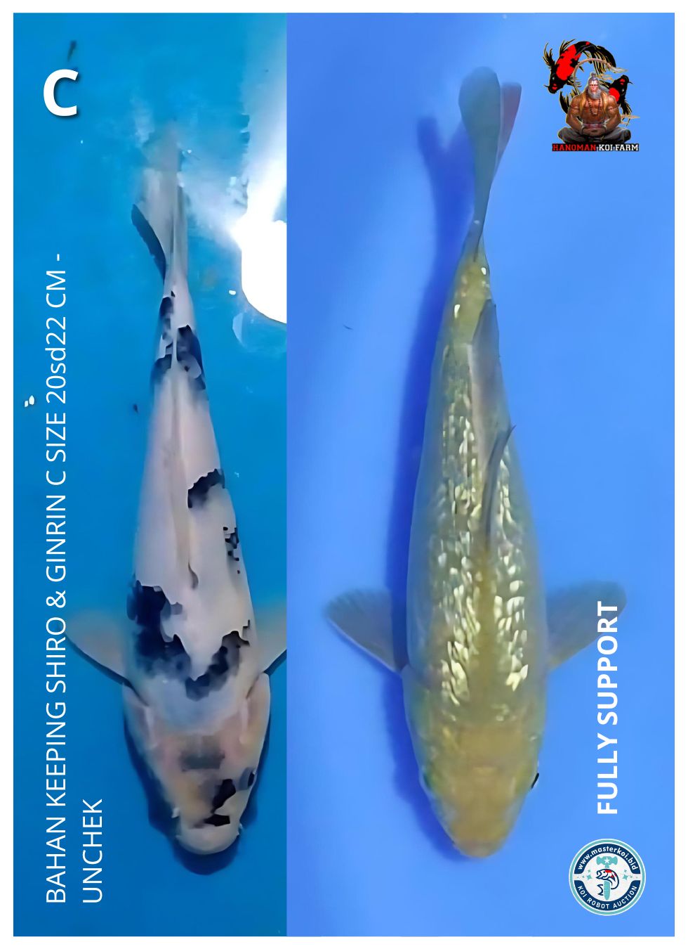 Lelang Koi Online, Jual Beli Ikan Koi, Pusat Jual Beli Koi, Info Lelang Koi Hari Ini, Platform Jual Beli Koi, Jual Beli Ikan Koi Online, Marketplace Ikan Koi, Jual Koi Terbaik, Tempat Beli Koi Berkualitas, Pasar Ikan Koi Online Terpercaya, Penjual Ikan Koi Terpercaya, Beli Koi Hias Online, Ikan Koi untuk Dijual, Koi Kualitas Terbaik, Toko Online Ikan Koi, Koi Hias Untuk Dijual, Jual Beli Ikan Koi Lokal, Koi Indonesia Online, Pusat Jual Beli Koi Terbesar