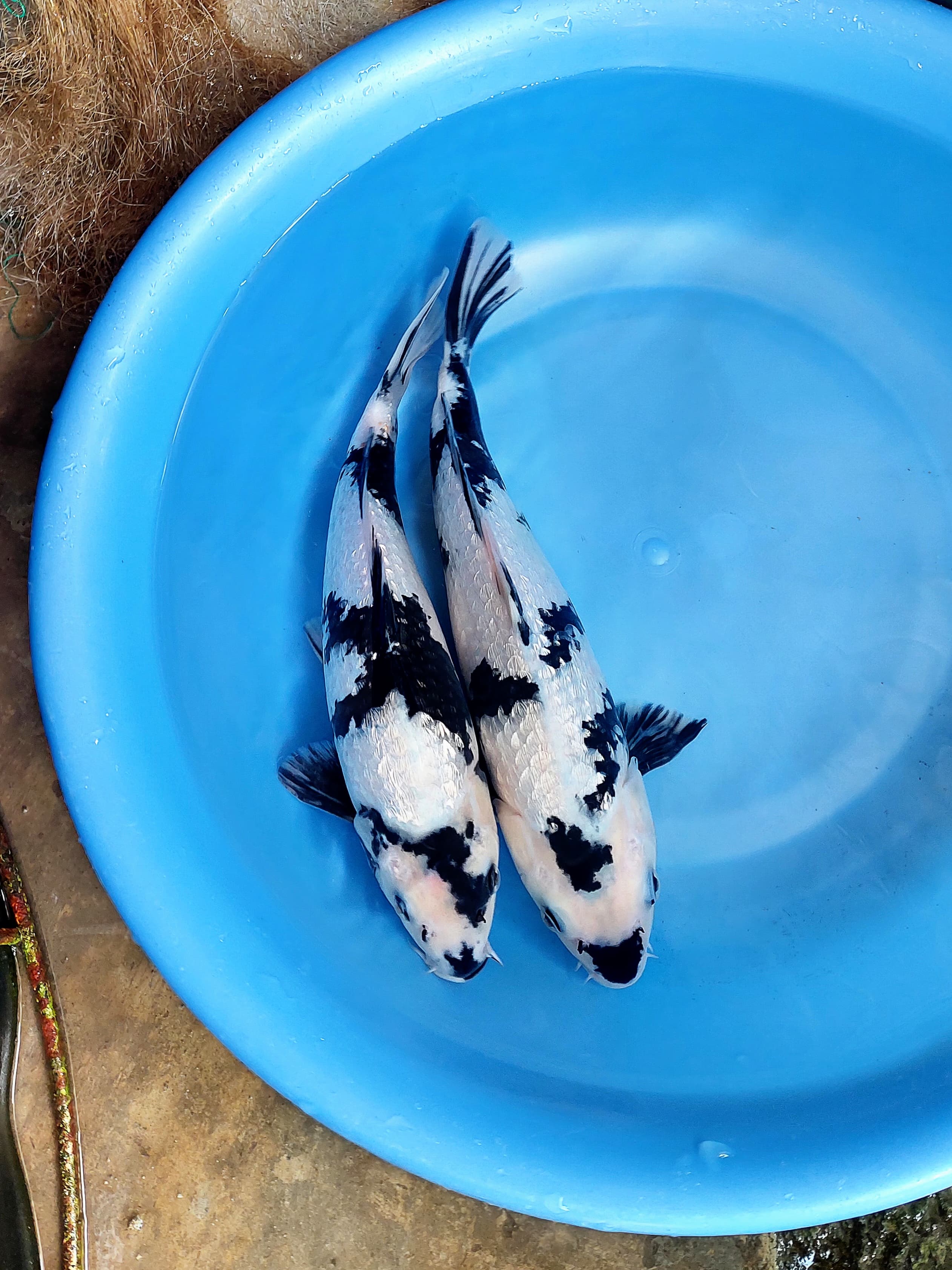Lelang Koi Online, Jual Beli Ikan Koi, Pusat Jual Beli Koi, Info Lelang Koi Hari Ini, Platform Jual Beli Koi, Jual Beli Ikan Koi Online, Marketplace Ikan Koi, Jual Koi Terbaik, Tempat Beli Koi Berkualitas, Pasar Ikan Koi Online Terpercaya, Penjual Ikan Koi Terpercaya, Beli Koi Hias Online, Ikan Koi untuk Dijual, Koi Kualitas Terbaik, Toko Online Ikan Koi, Koi Hias Untuk Dijual, Jual Beli Ikan Koi Lokal, Koi Indonesia Online, Pusat Jual Beli Koi Terbesar