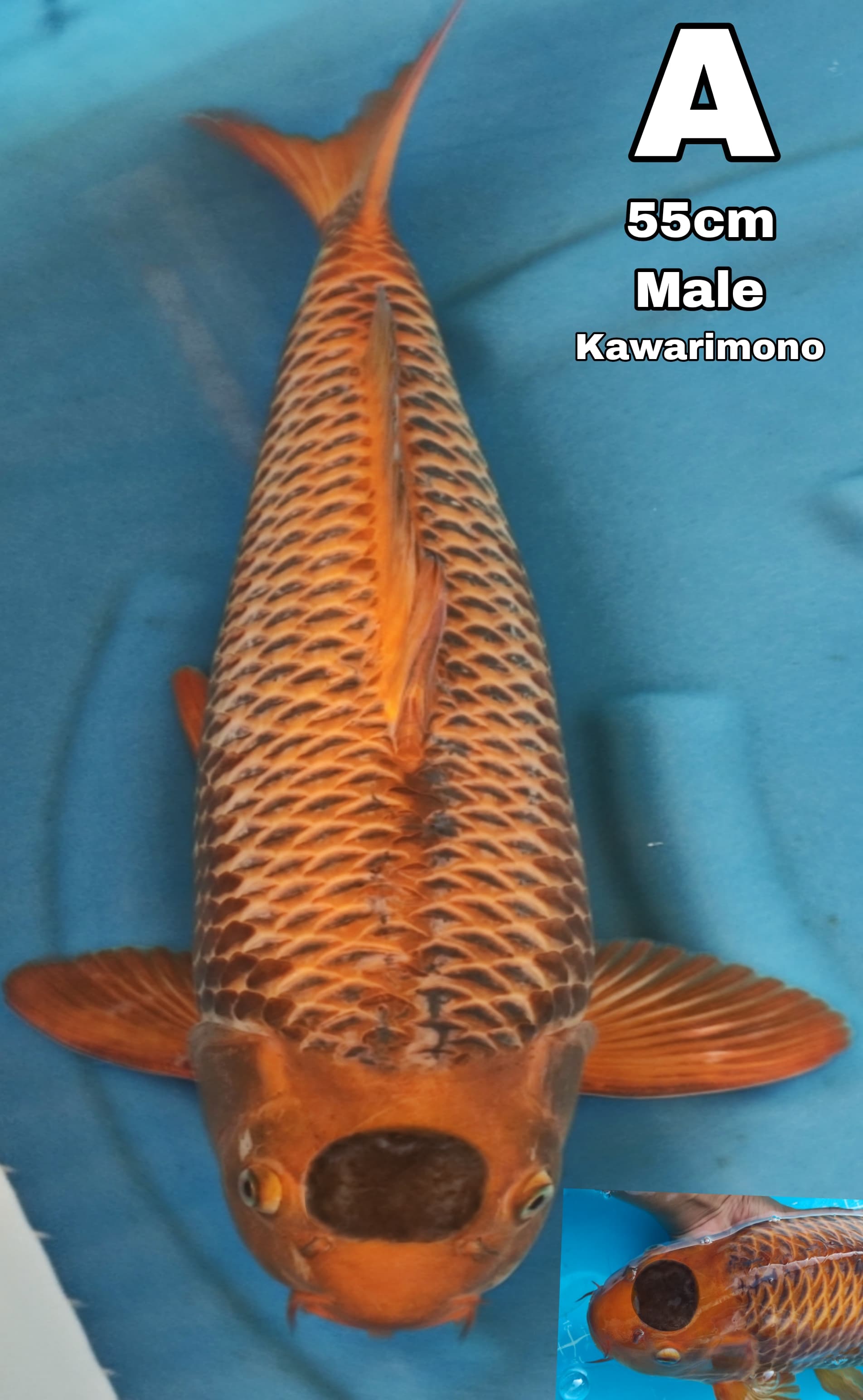 Lelang Koi Online, Jual Beli Ikan Koi, Pusat Jual Beli Koi, Info Lelang Koi Hari Ini, Platform Jual Beli Koi, Jual Beli Ikan Koi Online, Marketplace Ikan Koi, Jual Koi Terbaik, Tempat Beli Koi Berkualitas, Pasar Ikan Koi Online Terpercaya, Penjual Ikan Koi Terpercaya, Beli Koi Hias Online, Ikan Koi untuk Dijual, Koi Kualitas Terbaik, Toko Online Ikan Koi, Koi Hias Untuk Dijual, Jual Beli Ikan Koi Lokal, Koi Indonesia Online, Pusat Jual Beli Koi Terbesar