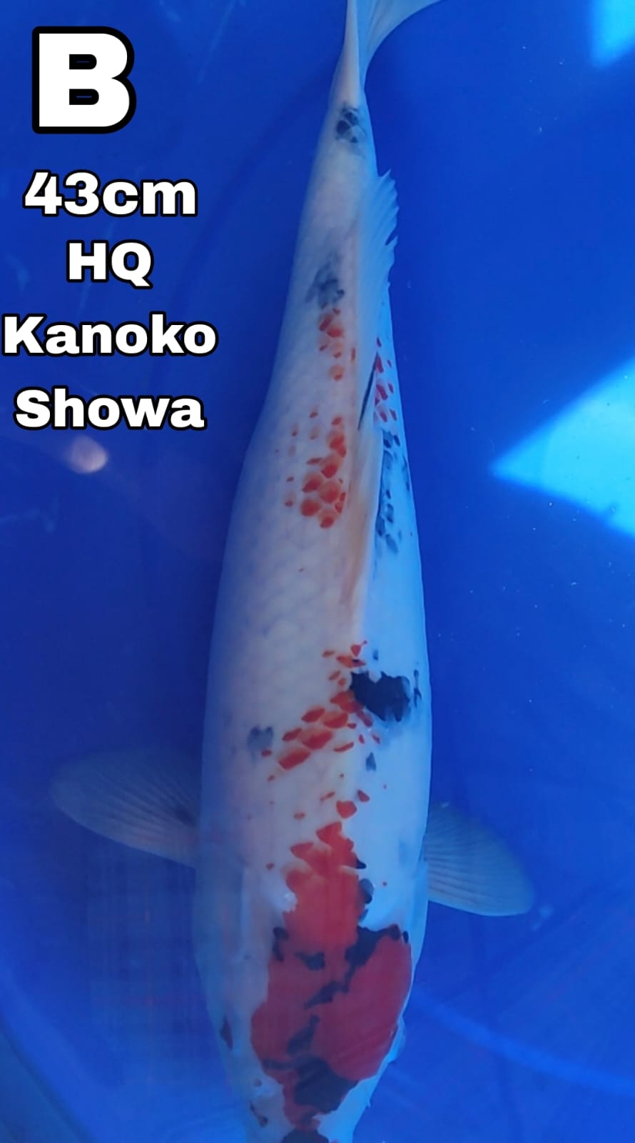 Lelang Koi Online, Jual Beli Ikan Koi, Pusat Jual Beli Koi, Info Lelang Koi Hari Ini, Platform Jual Beli Koi, Jual Beli Ikan Koi Online, Marketplace Ikan Koi, Jual Koi Terbaik, Tempat Beli Koi Berkualitas, Pasar Ikan Koi Online Terpercaya, Penjual Ikan Koi Terpercaya, Beli Koi Hias Online, Ikan Koi untuk Dijual, Koi Kualitas Terbaik, Toko Online Ikan Koi, Koi Hias Untuk Dijual, Jual Beli Ikan Koi Lokal, Koi Indonesia Online, Pusat Jual Beli Koi Terbesar