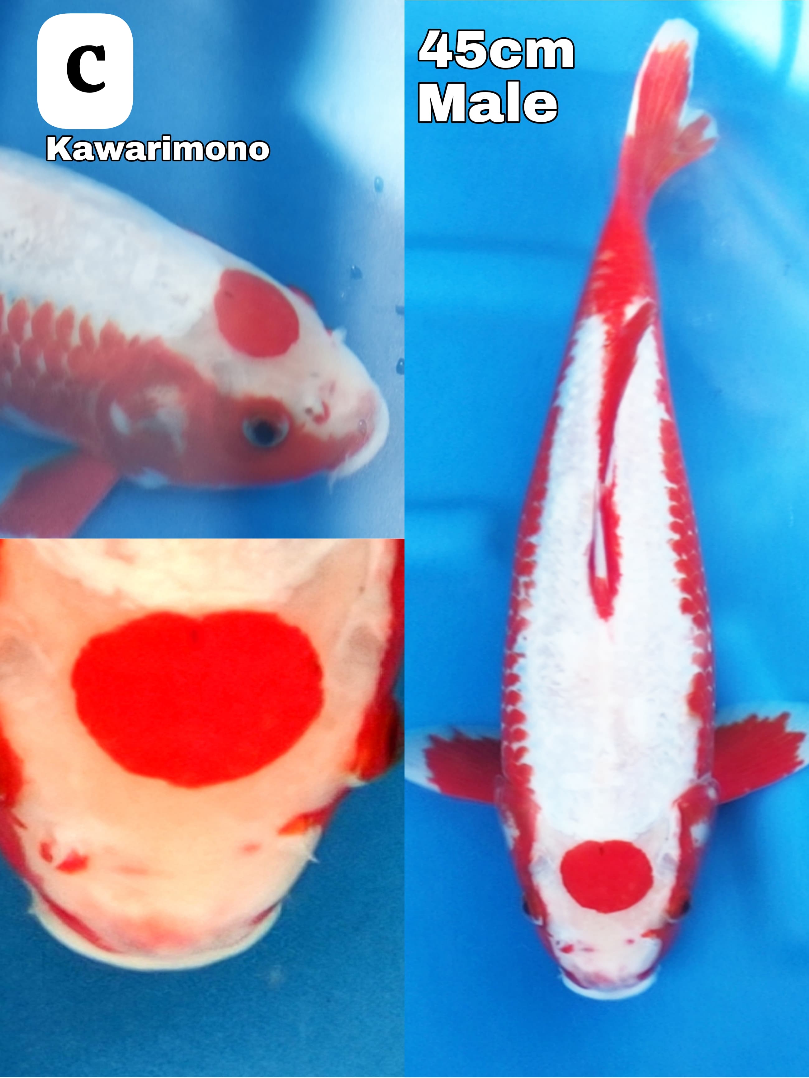Lelang Koi Online, Jual Beli Ikan Koi, Pusat Jual Beli Koi, Info Lelang Koi Hari Ini, Platform Jual Beli Koi, Jual Beli Ikan Koi Online, Marketplace Ikan Koi, Jual Koi Terbaik, Tempat Beli Koi Berkualitas, Pasar Ikan Koi Online Terpercaya, Penjual Ikan Koi Terpercaya, Beli Koi Hias Online, Ikan Koi untuk Dijual, Koi Kualitas Terbaik, Toko Online Ikan Koi, Koi Hias Untuk Dijual, Jual Beli Ikan Koi Lokal, Koi Indonesia Online, Pusat Jual Beli Koi Terbesar