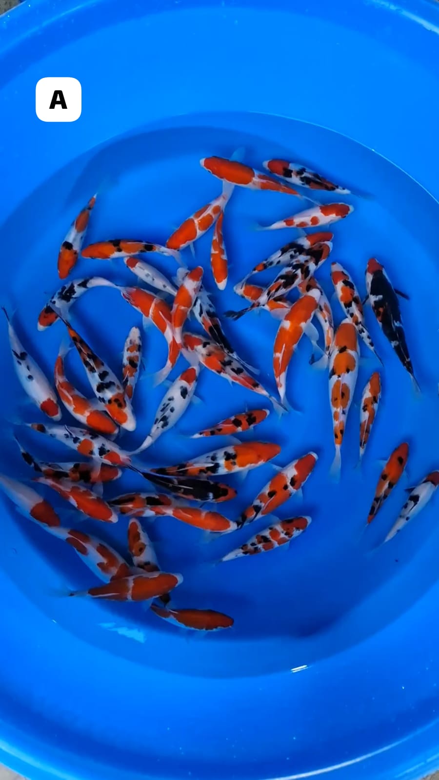 Lelang Koi Online, Jual Beli Ikan Koi, Pusat Jual Beli Koi, Info Lelang Koi Hari Ini, Platform Jual Beli Koi, Jual Beli Ikan Koi Online, Marketplace Ikan Koi, Jual Koi Terbaik, Tempat Beli Koi Berkualitas, Pasar Ikan Koi Online Terpercaya, Penjual Ikan Koi Terpercaya, Beli Koi Hias Online, Ikan Koi untuk Dijual, Koi Kualitas Terbaik, Toko Online Ikan Koi, Koi Hias Untuk Dijual, Jual Beli Ikan Koi Lokal, Koi Indonesia Online, Pusat Jual Beli Koi Terbesar